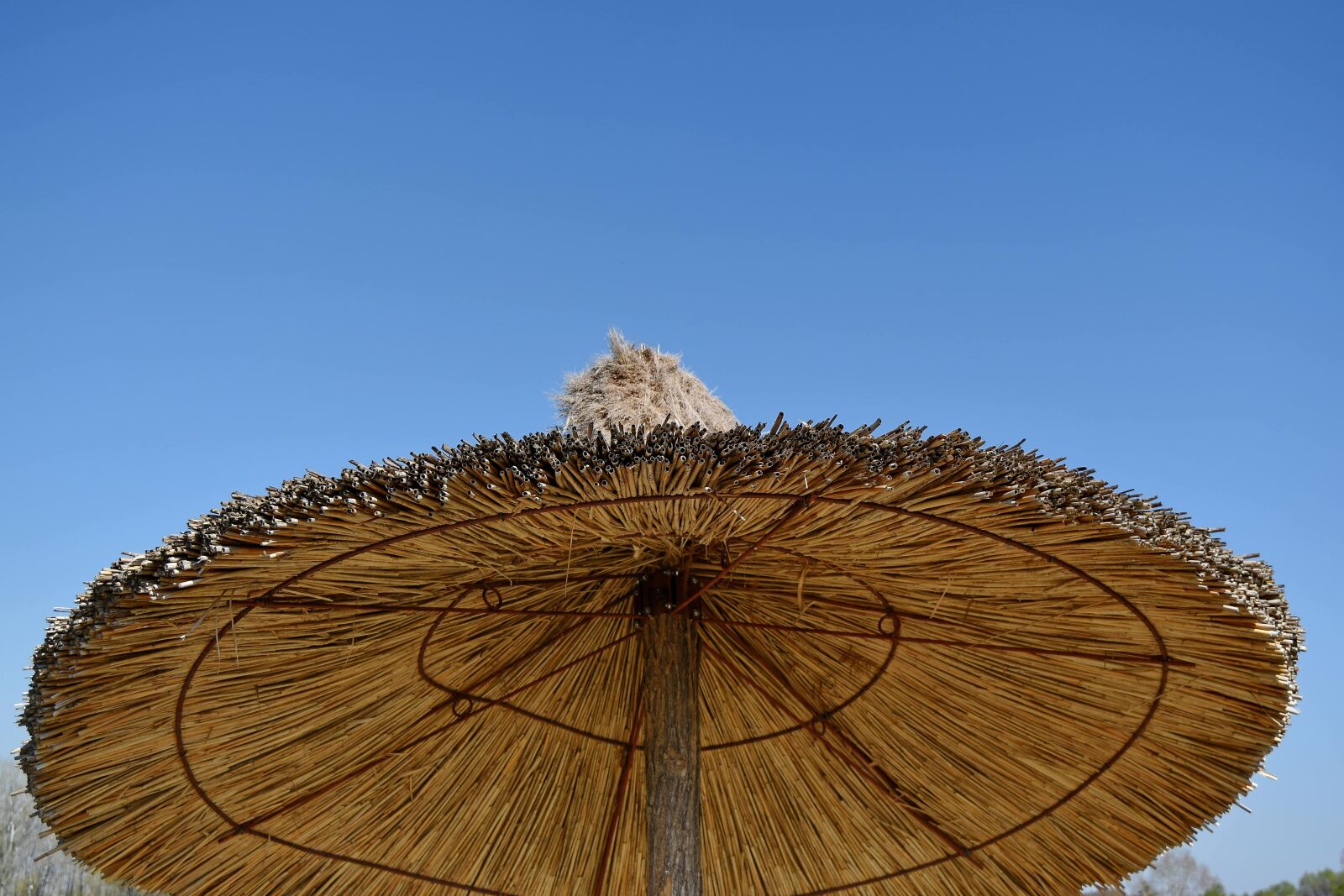 Nikon D5500 sample photo. Parasol, sunshine, wood, nature photography