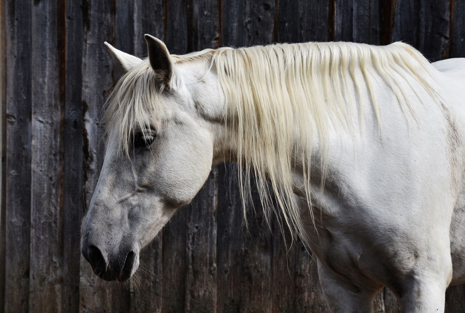 Nikon D7200 sample photo. Horse, mold, reiterhof photography