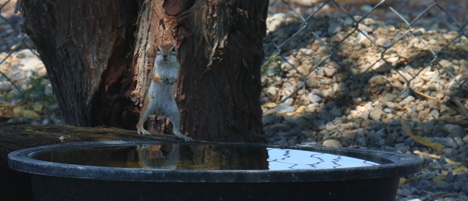 Canon EOS 77D (EOS 9000D / EOS 770D) sample photo. Antelope squirrel, southwest, squirrel photography