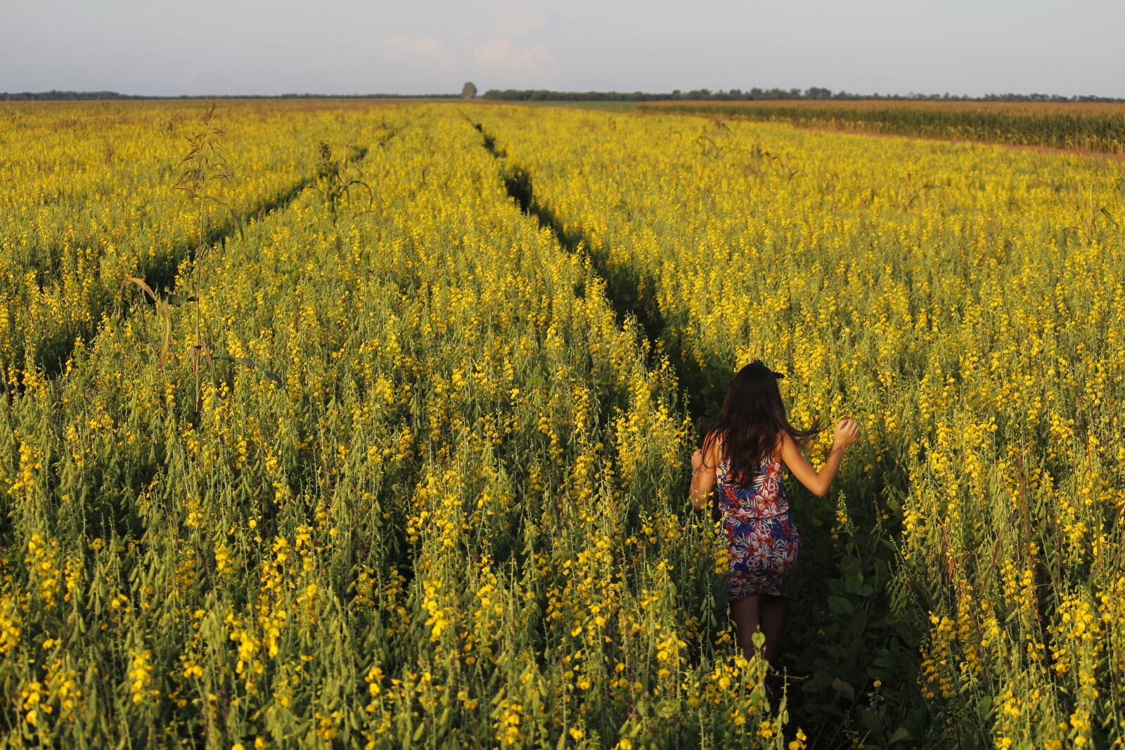 Canon EOS 700D (EOS Rebel T5i / EOS Kiss X7i) sample photo. Crotalária, field, crop photography