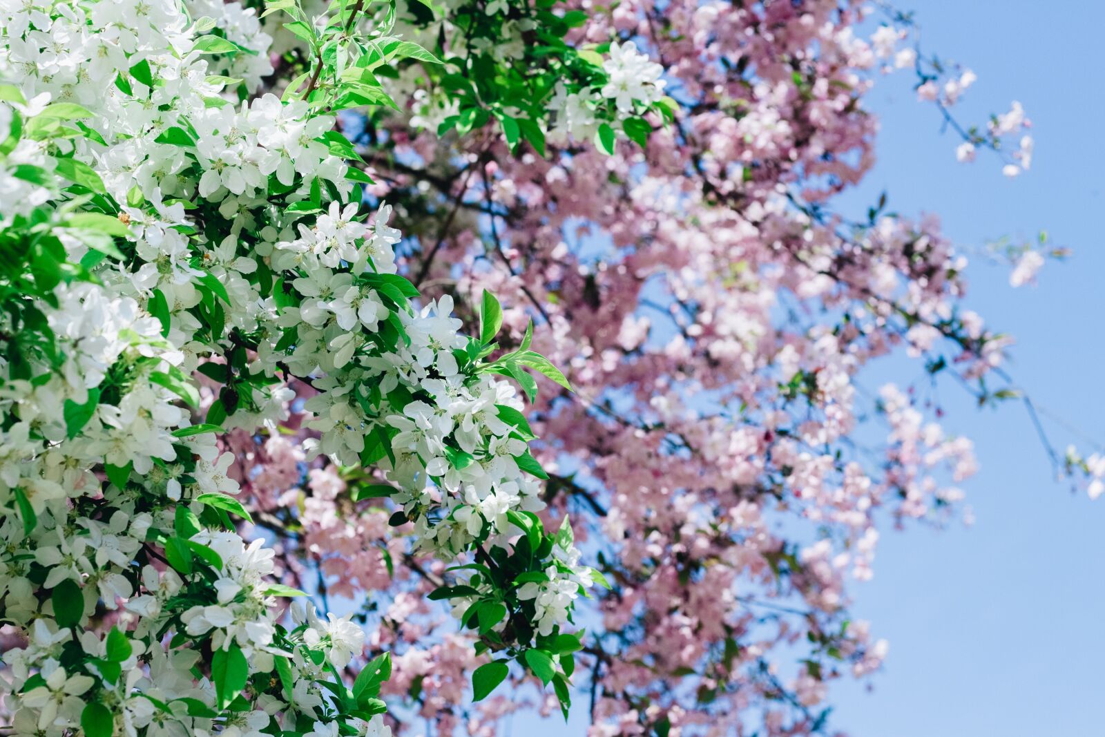 Canon EOS 700D (EOS Rebel T5i / EOS Kiss X7i) + Canon EF 50mm F1.8 II sample photo. Sakura, flower, cherry flowers photography