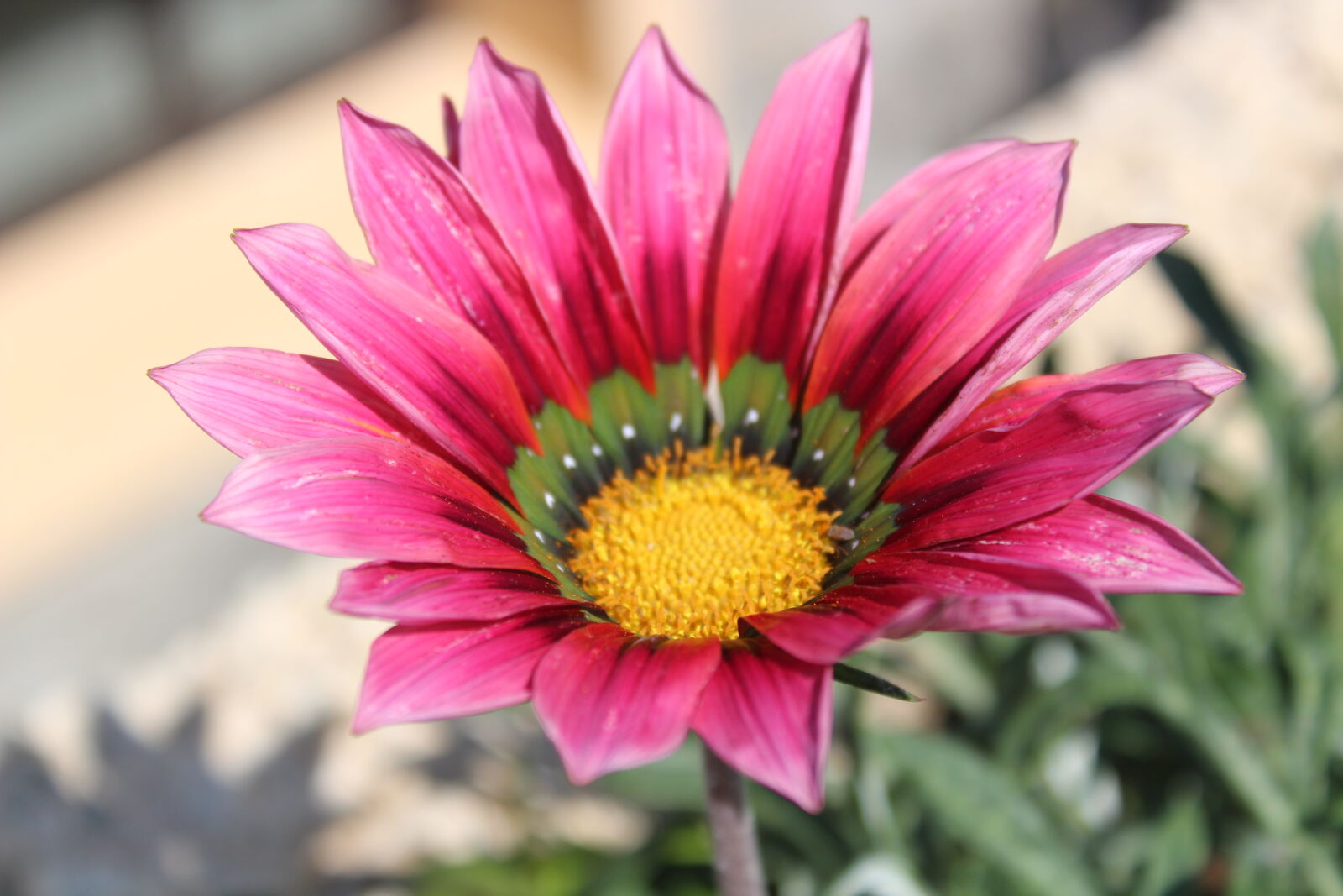 Canon EOS 1300D (EOS Rebel T6 / EOS Kiss X80) sample photo. Beautiful, flower photography