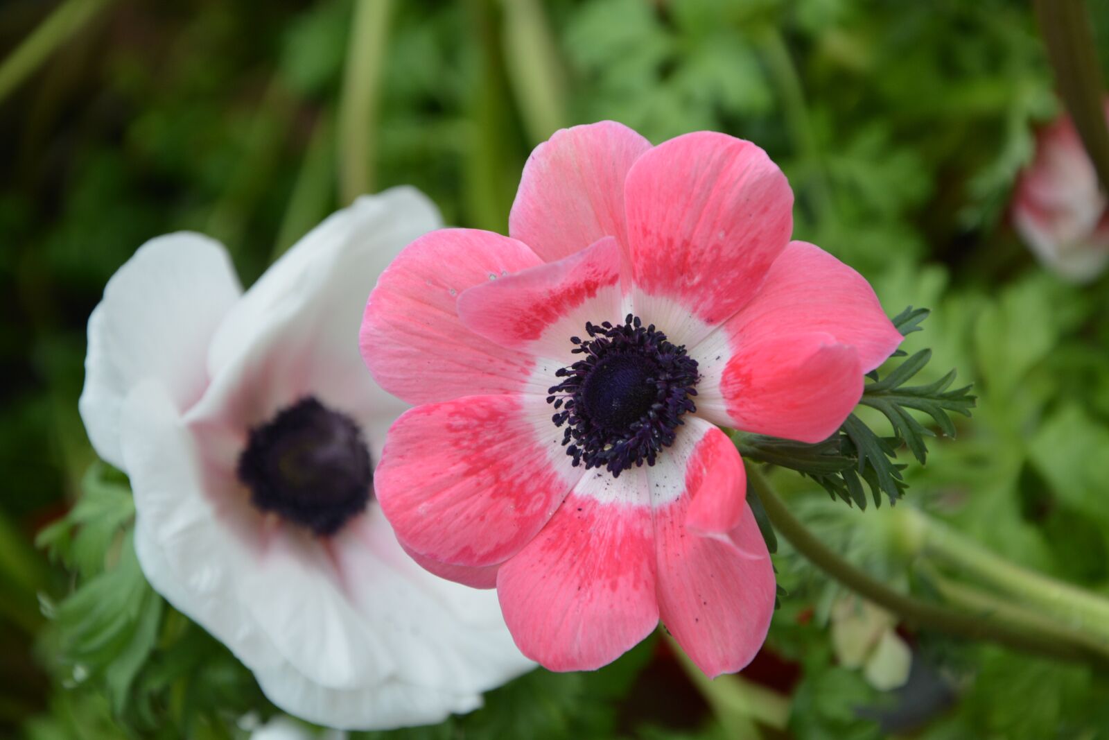 Nikon D5200 sample photo. Flower, plant, anemone christina photography