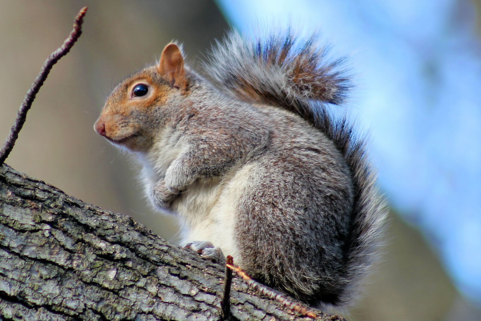 Canon EOS 1300D (EOS Rebel T6 / EOS Kiss X80) sample photo. Squirrel, park, nature photography
