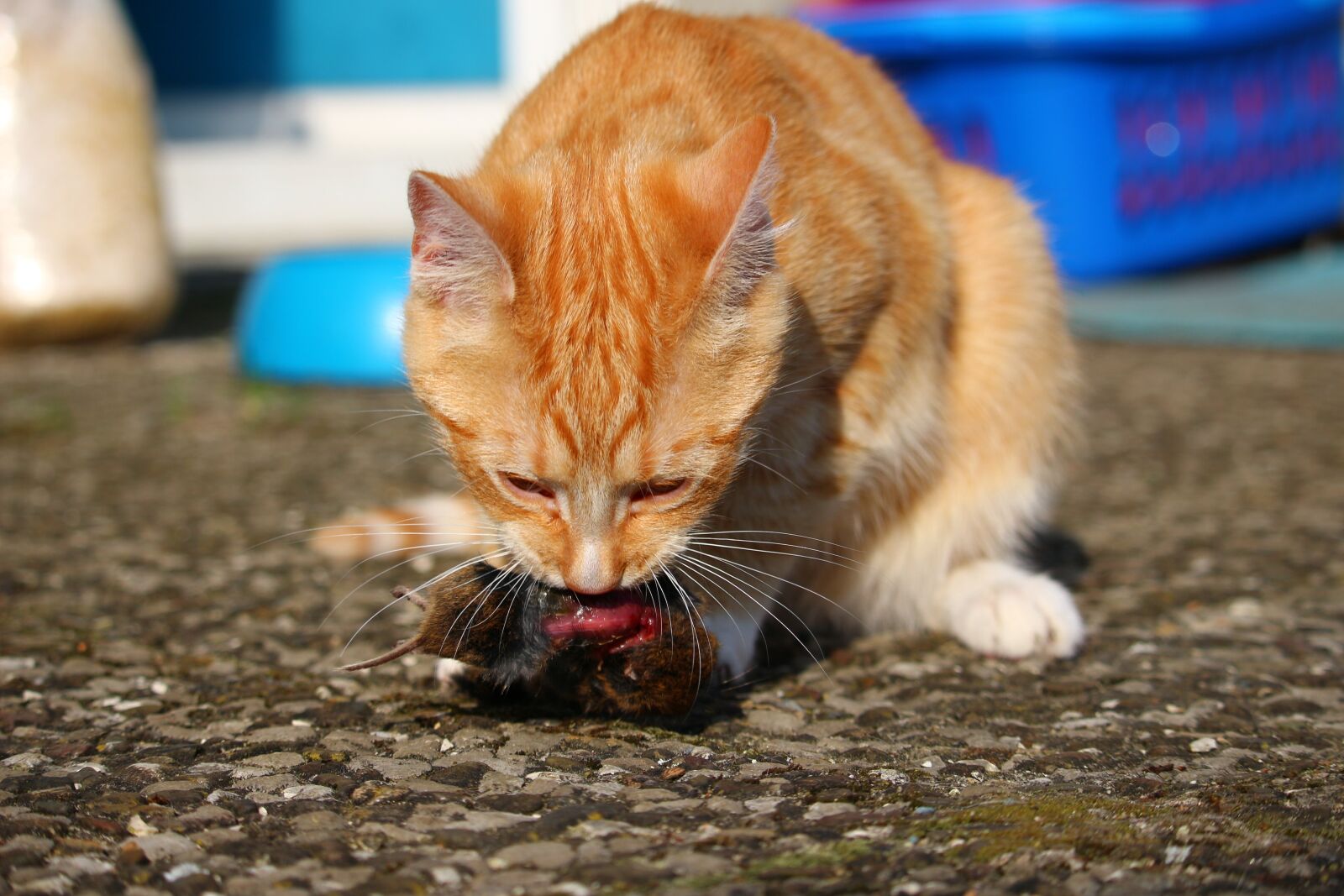Canon EOS 100D (EOS Rebel SL1 / EOS Kiss X7) sample photo. Cat, mieze, kitten photography