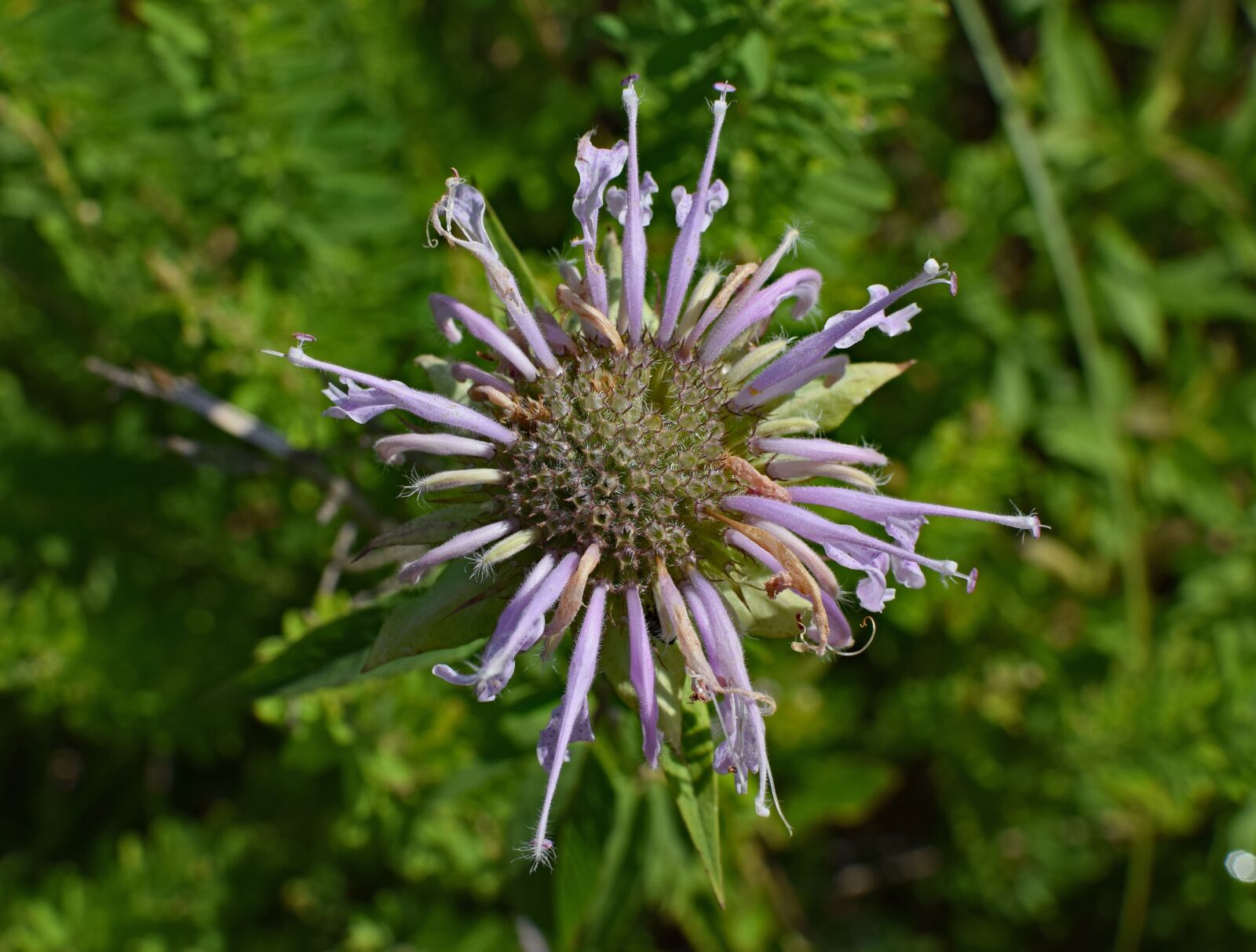 Nikon D3300 sample photo. Wild bergamot, wildflower, flower photography