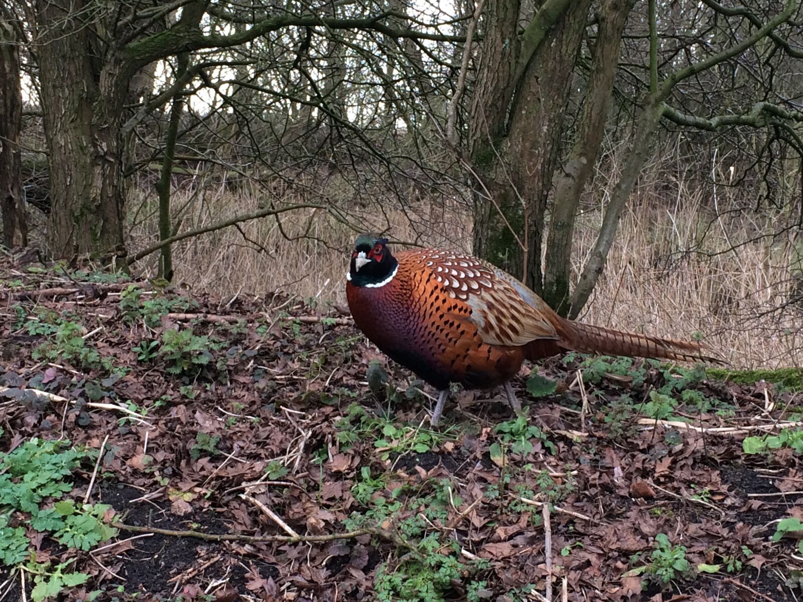 iPhone 5s back camera 4.15mm f/2.2 sample photo. Pheasant, bird, colorful photography
