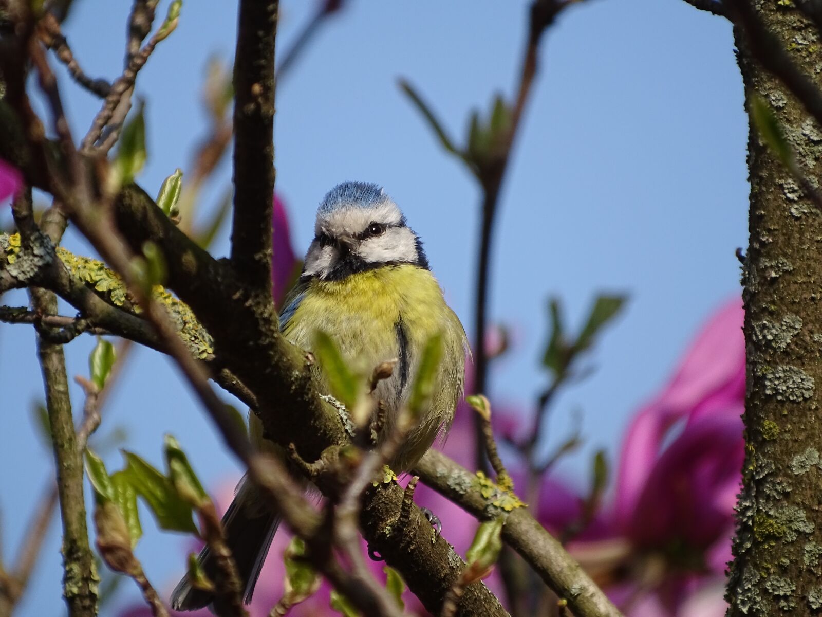 Sony Cyber-shot DSC-HX400V sample photo. Spring, bird, tit photography