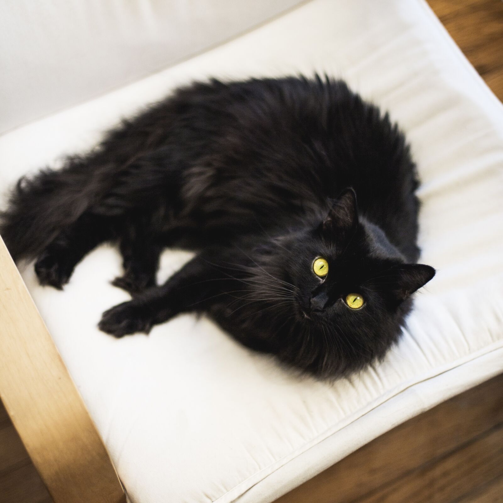 Canon EOS 6D sample photo. Cat, black cat, pet photography