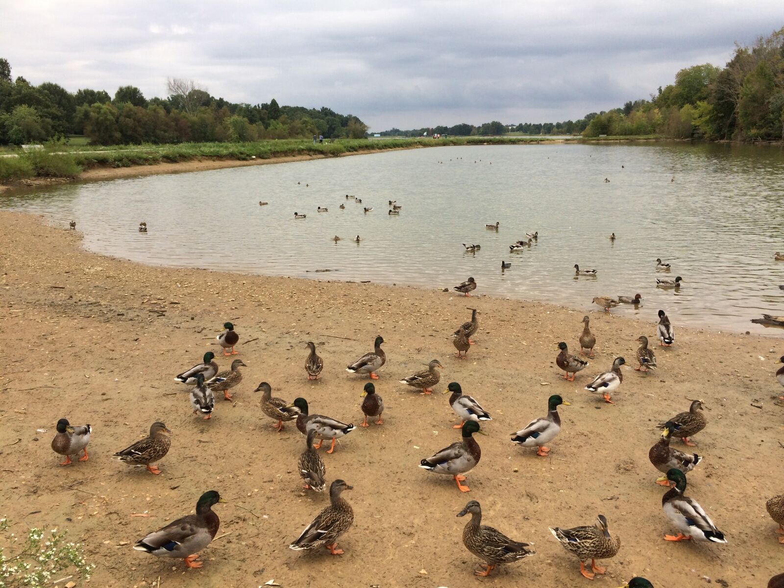 iPhone 5s back camera 4.15mm f/2.2 sample photo. Ducks, lake, nature photography