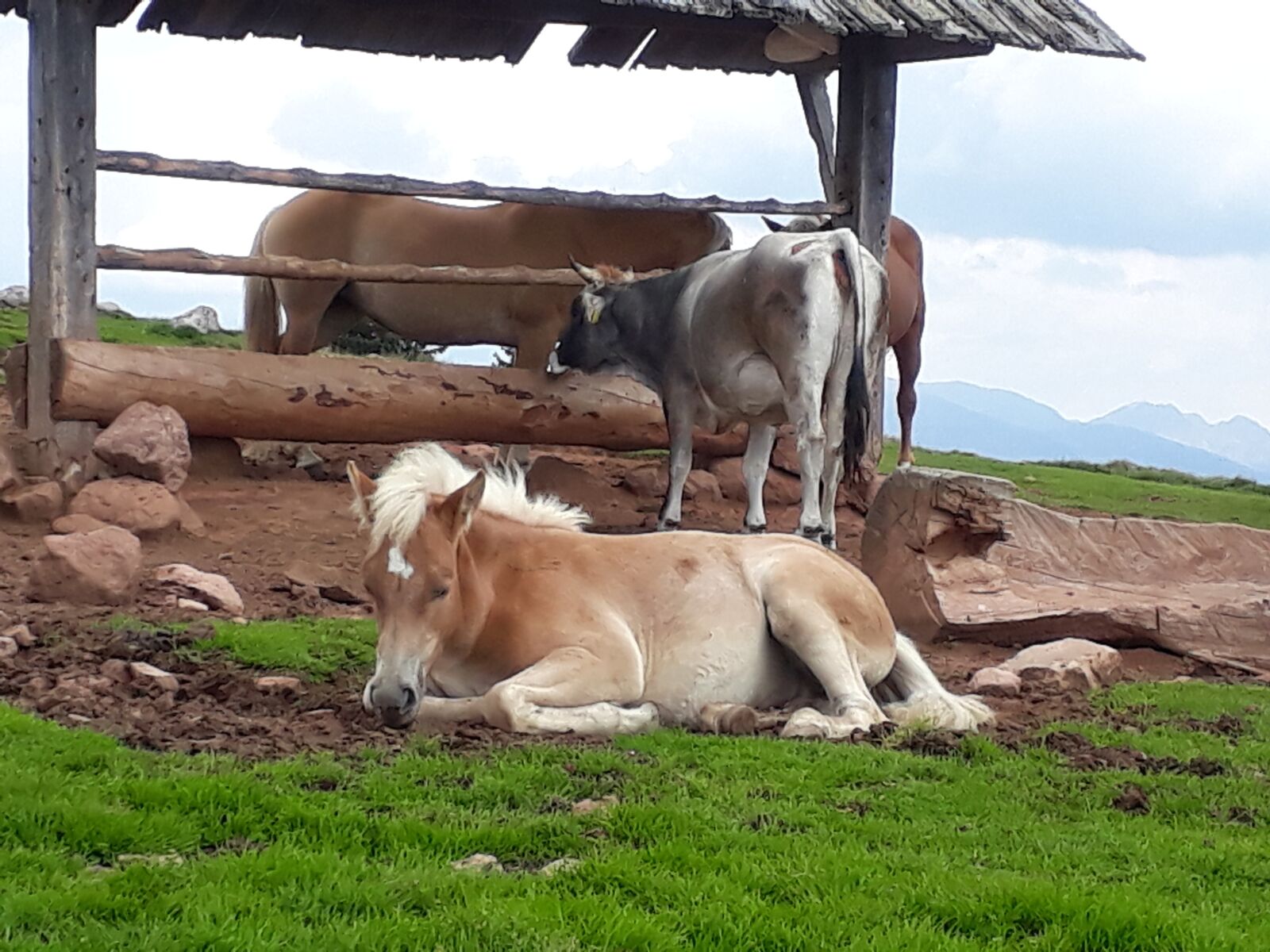 Samsung Galaxy A3(2017) sample photo. Haflinger, horse, pasture photography