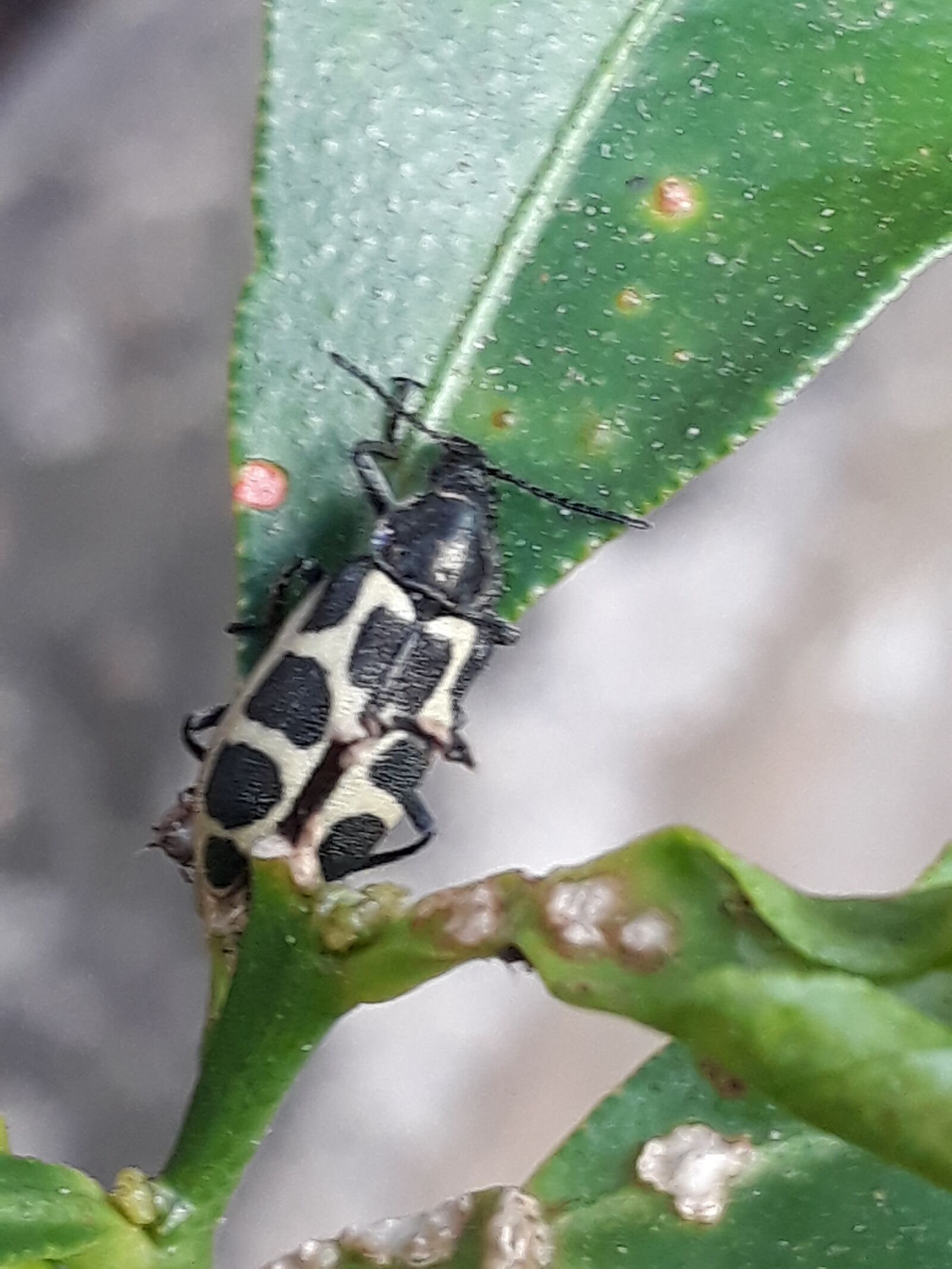 Samsung Galaxy J5 Prime sample photo. Ladybug, black, white photography