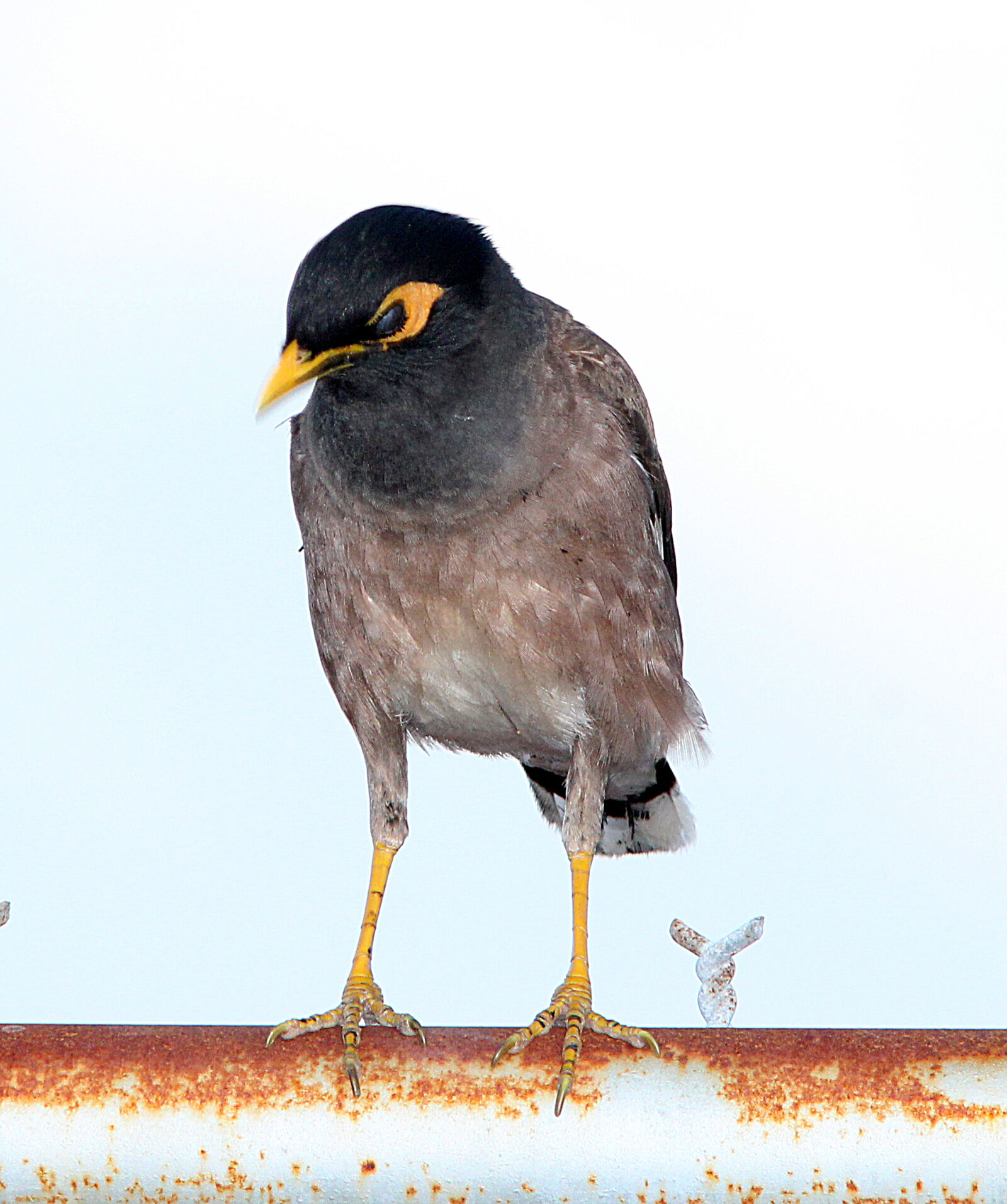 Canon EF 300mm F4L IS USM sample photo
