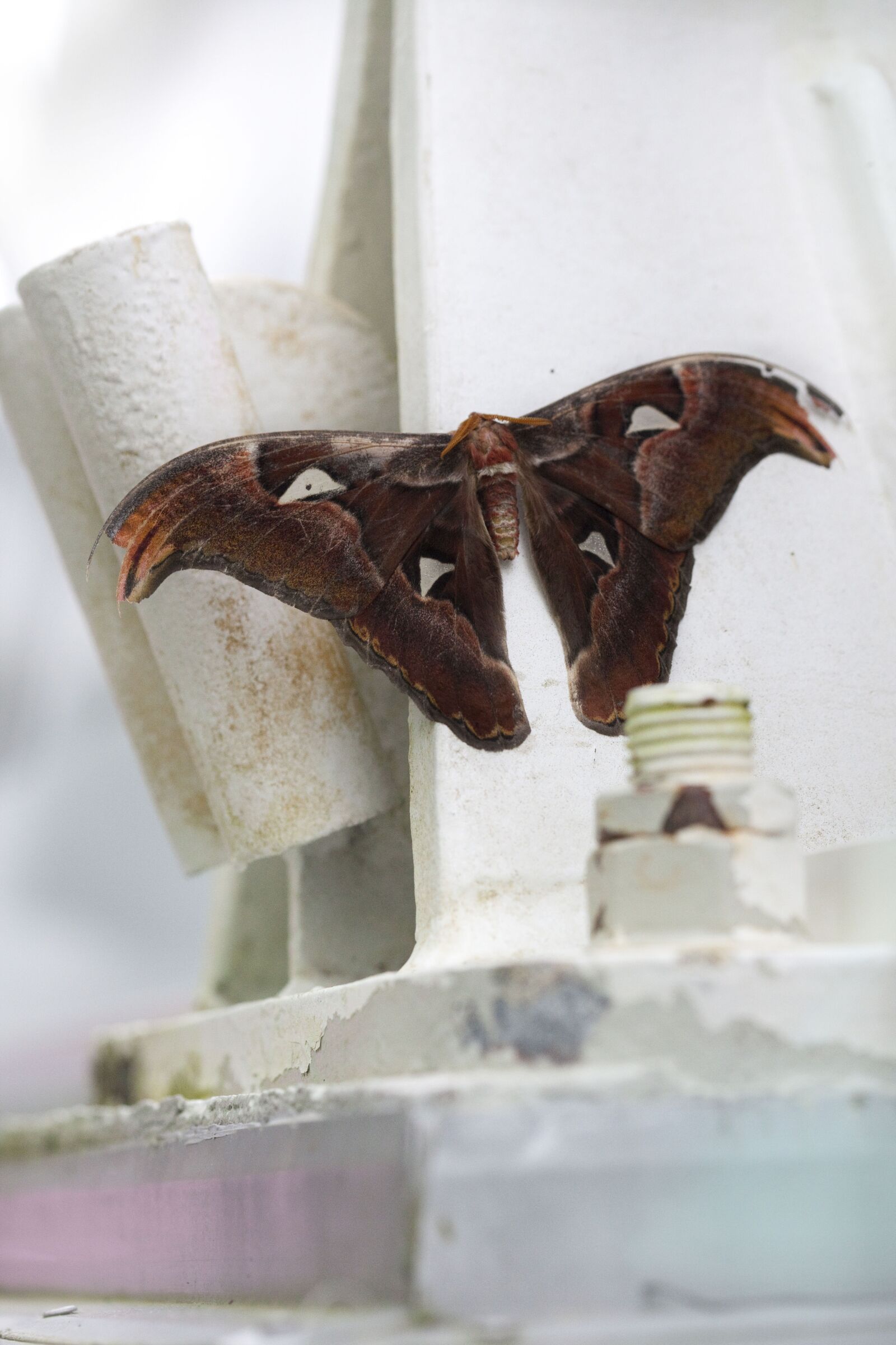 Canon EOS 5D Mark II sample photo. Butterfly, green, flora photography