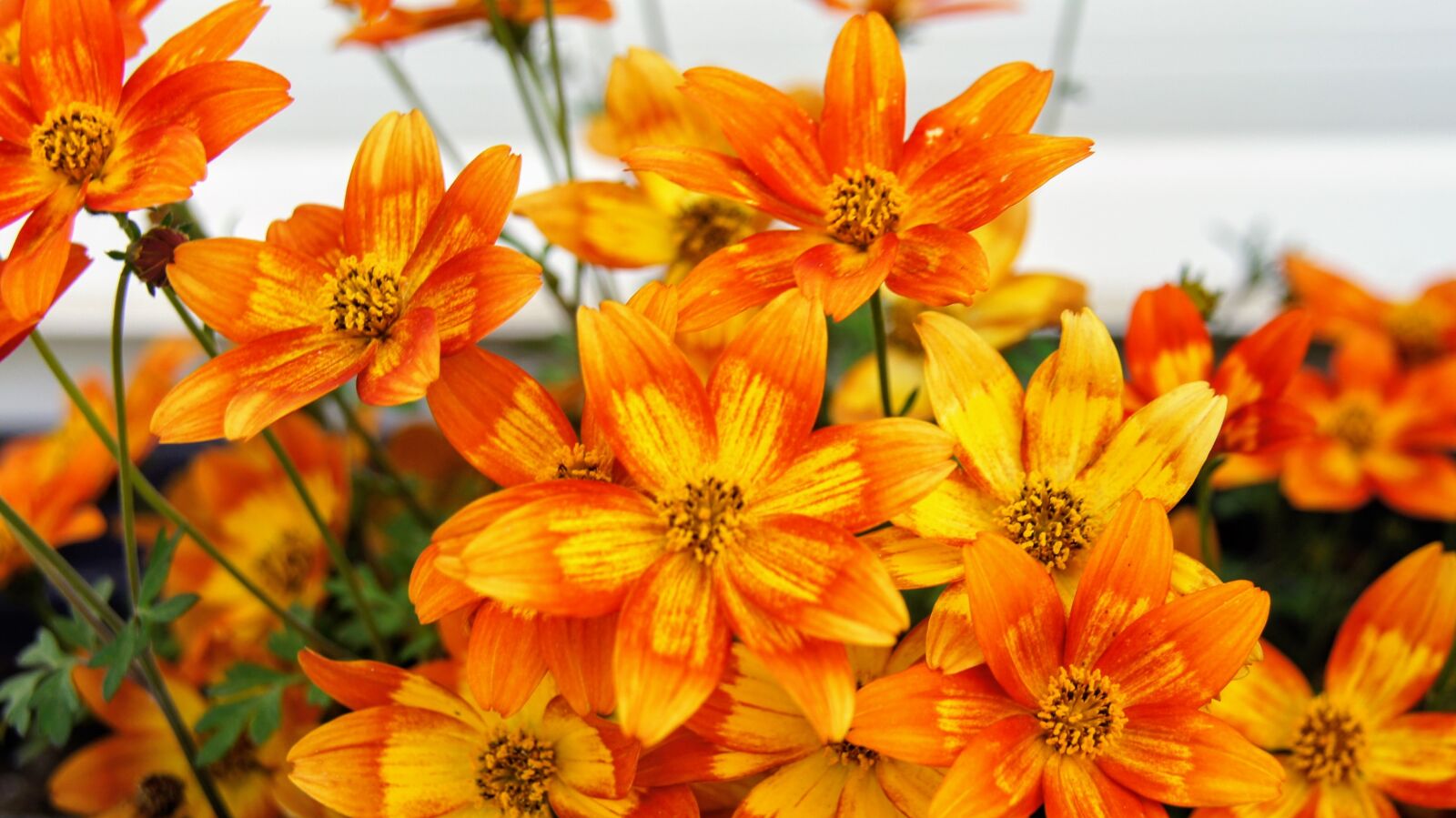 Sony SLT-A55 (SLT-A55V) sample photo. Flowers, flower box, orange photography