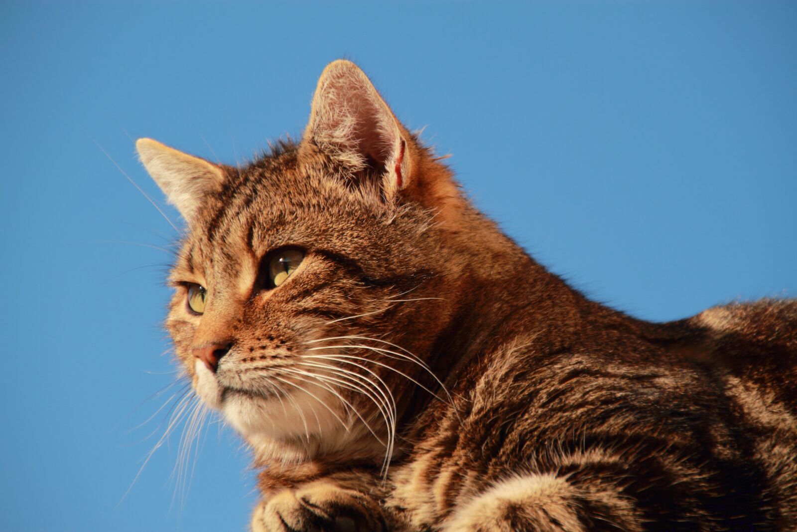 Canon EOS 7D sample photo. Cat, pet, animal photography