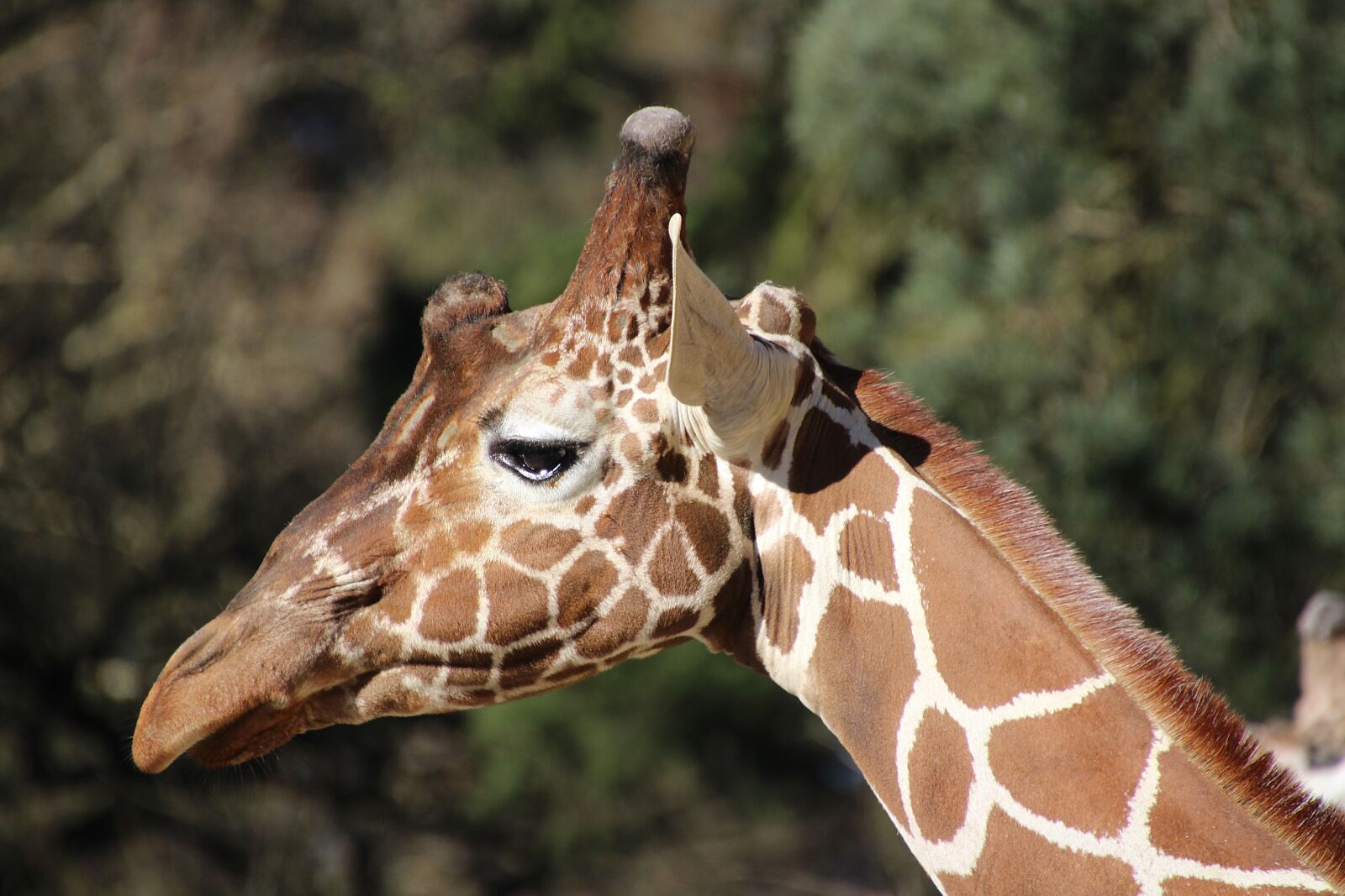 Canon EOS 700D (EOS Rebel T5i / EOS Kiss X7i) sample photo. Giraffe, animal, africa photography