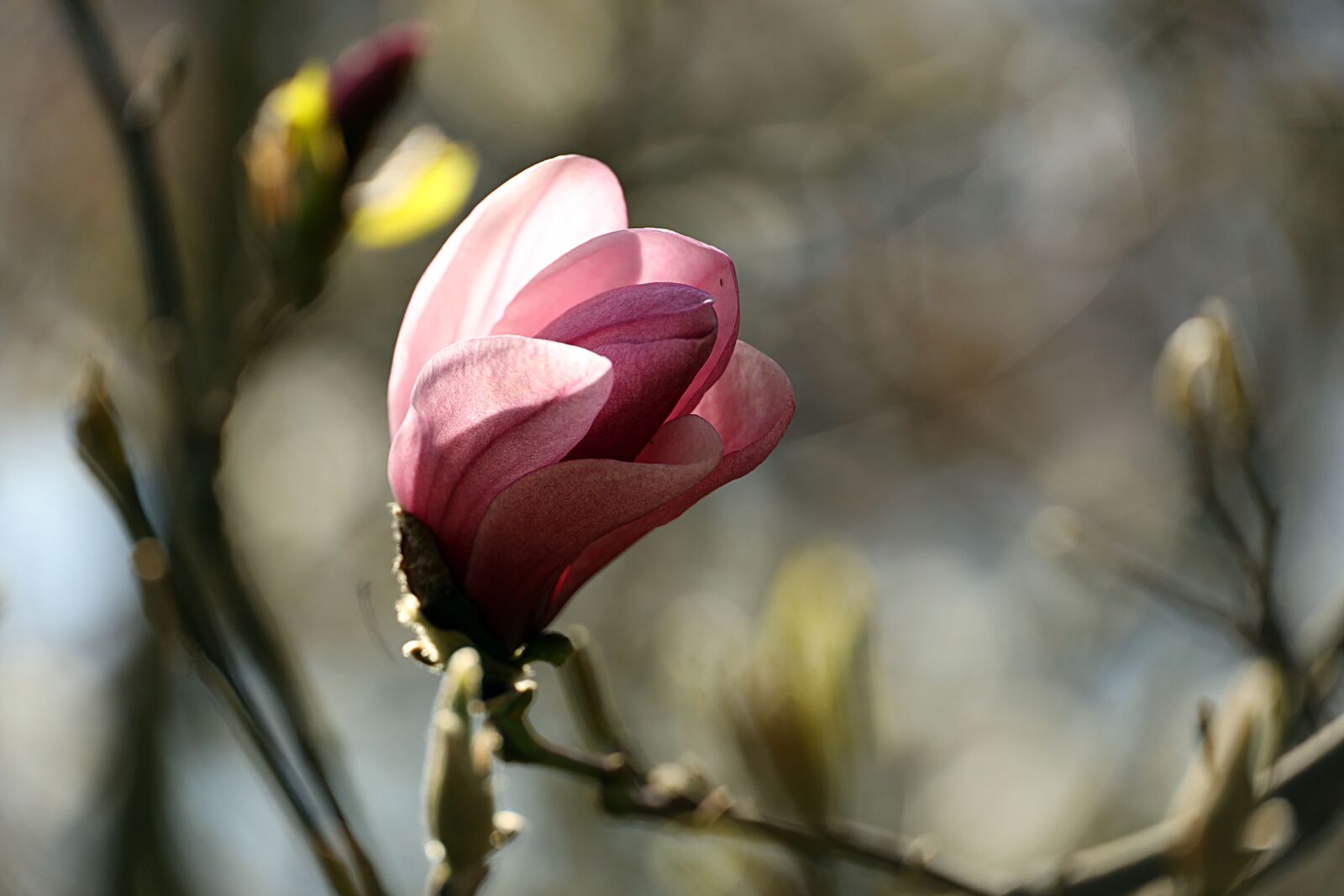 Canon EOS R sample photo. Magnolia, pink, branch photography