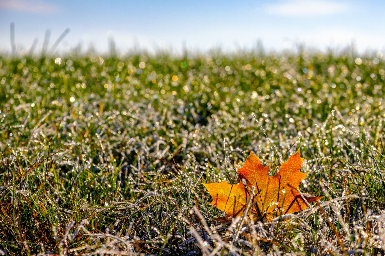 Fujifilm X-T2 + Fujifilm XF 55-200mm F3.5-4.8 R LM OIS sample photo. Leaf, grass, meadow photography