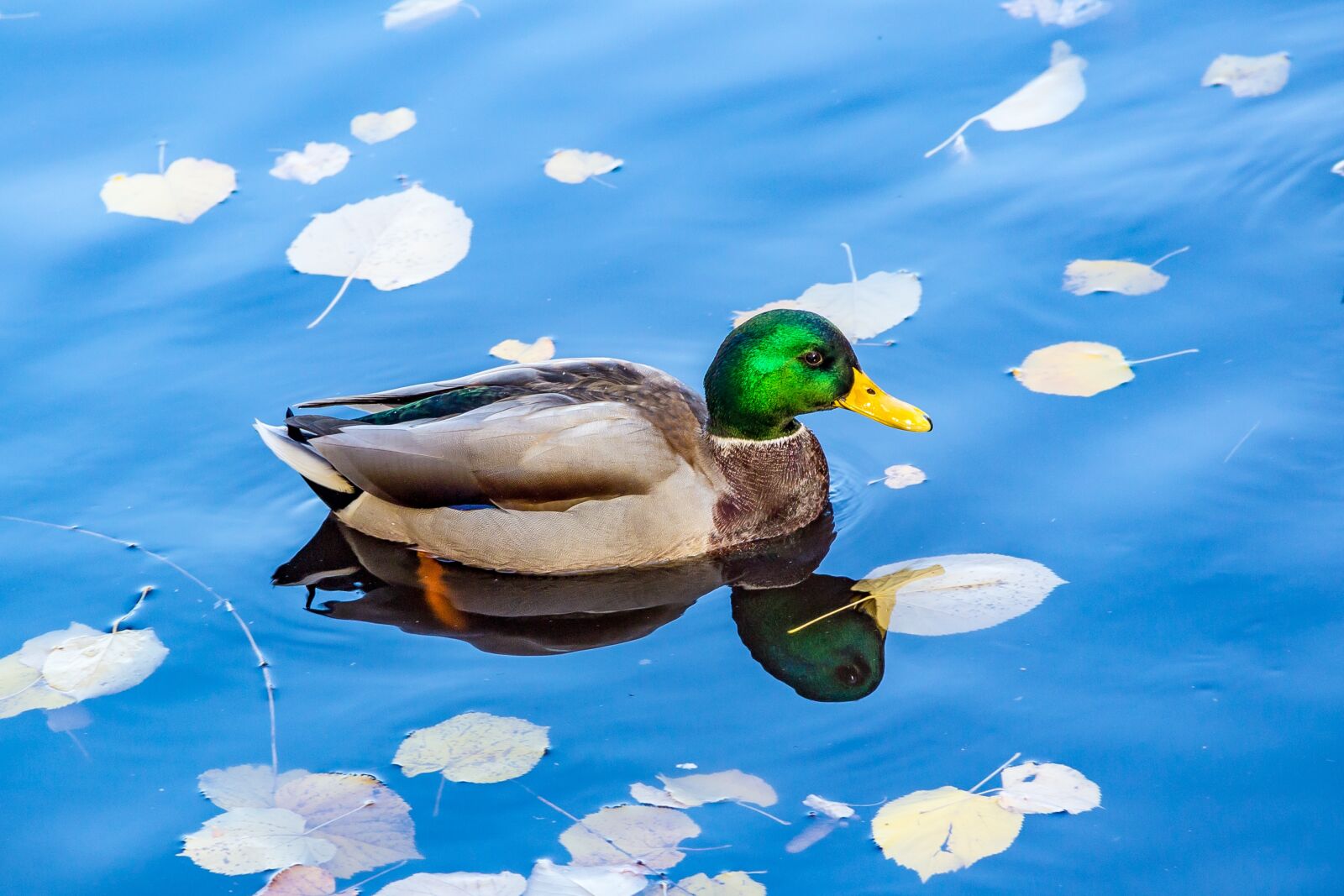 Canon EOS 600D (Rebel EOS T3i / EOS Kiss X5) sample photo. Nature, water, swimming photography