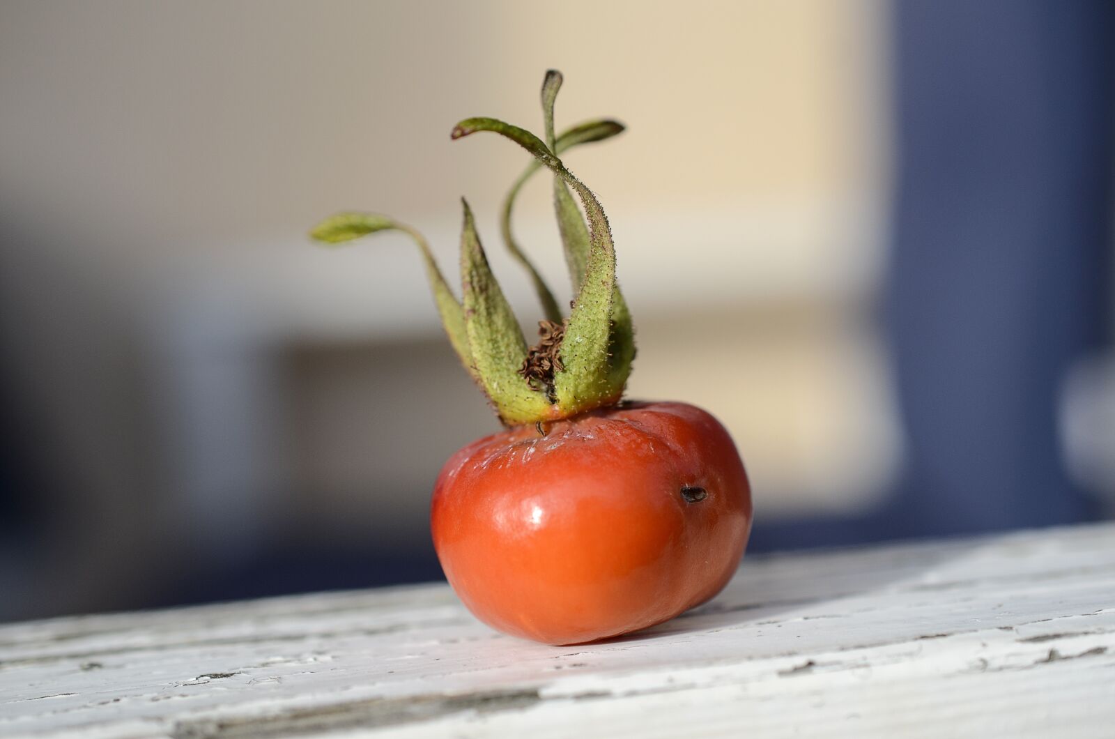 Nikon D7000 sample photo. Red, plant, rose hips photography