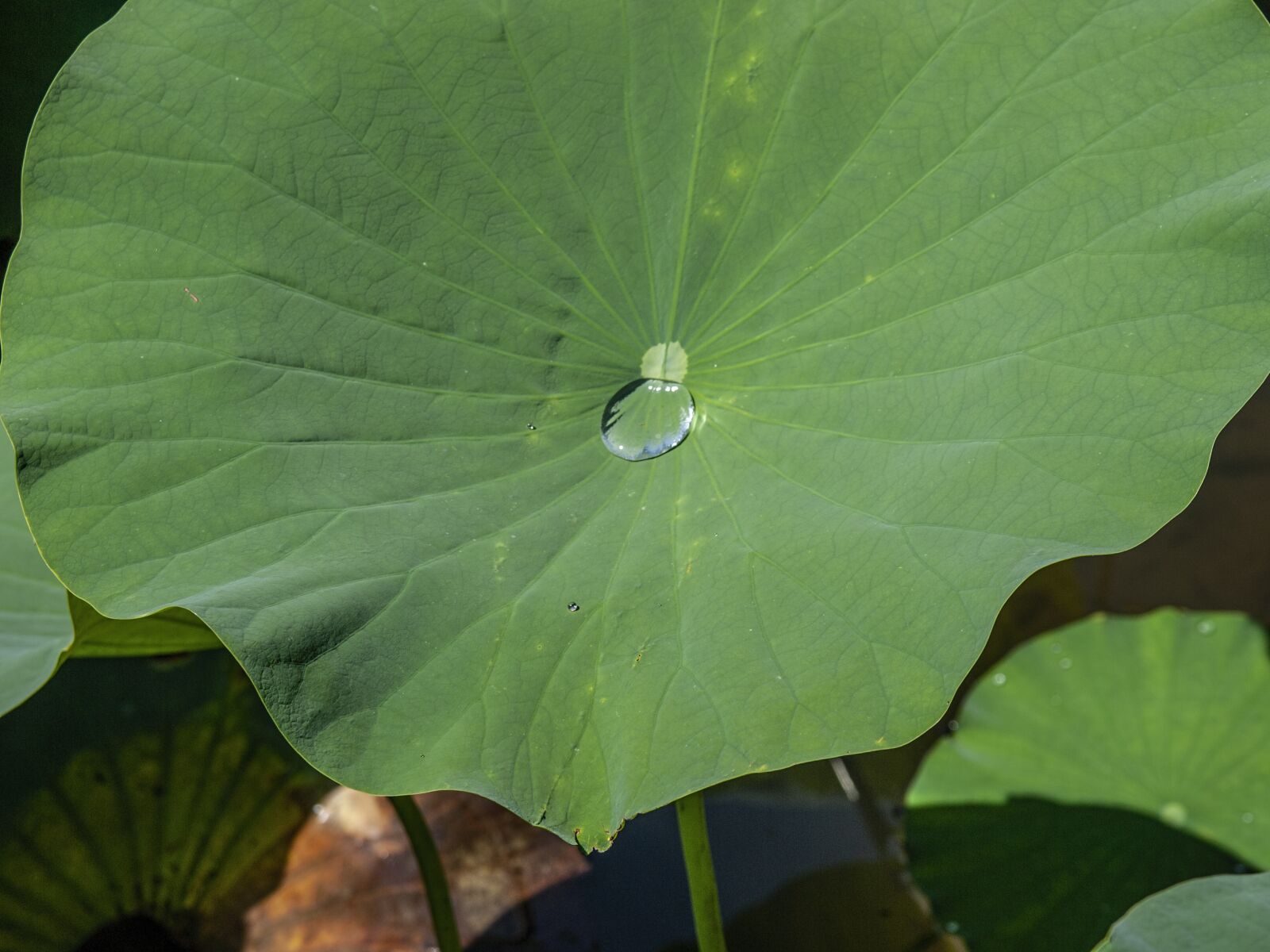 OLYMPUS 14-54mm Lens sample photo. Lotos, leaf, droplet photography
