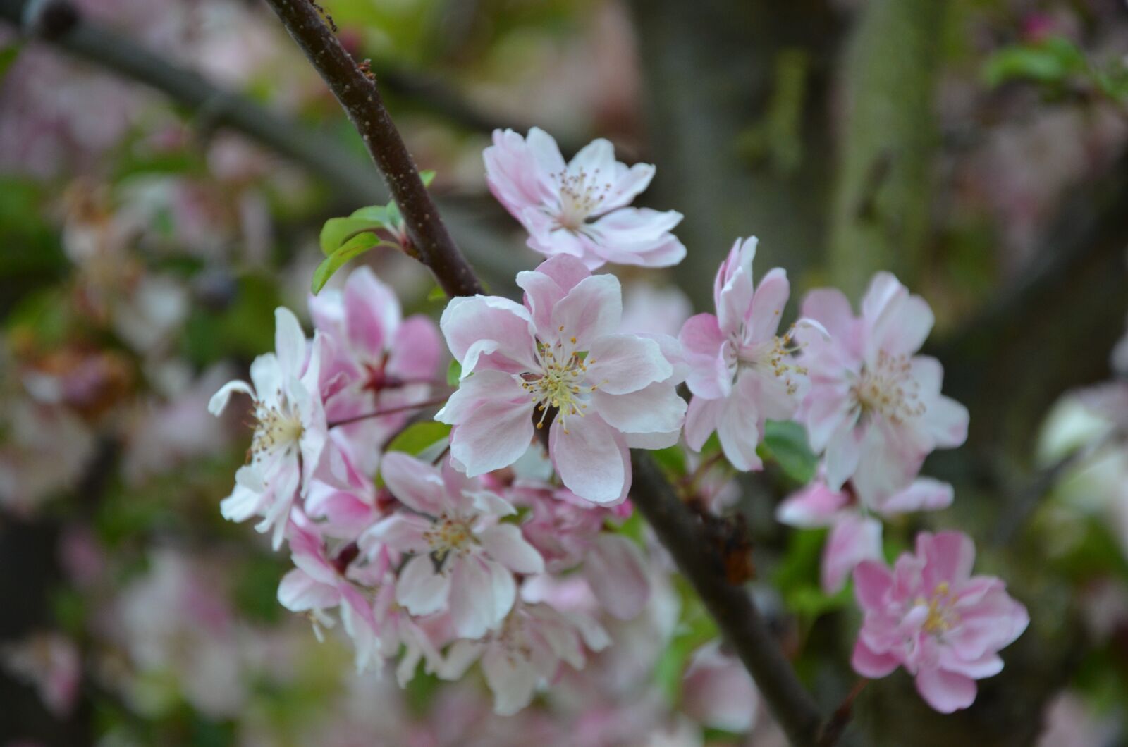 Nikon D5100 sample photo. Ornamental cherry, blossom, bloom photography