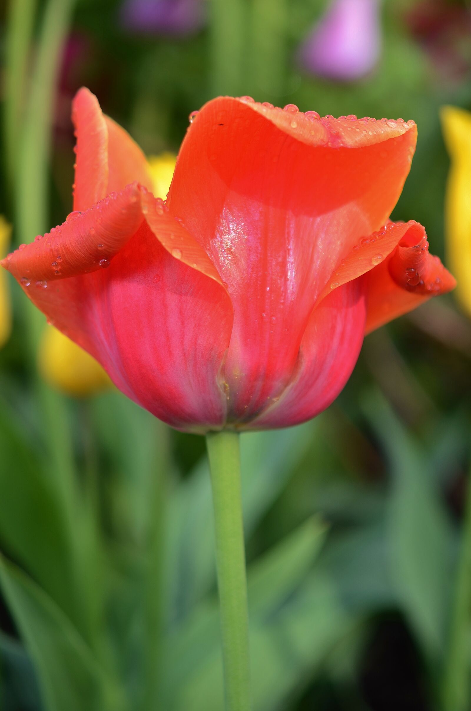 Nikon D7000 sample photo. Tulip, flower, spring photography