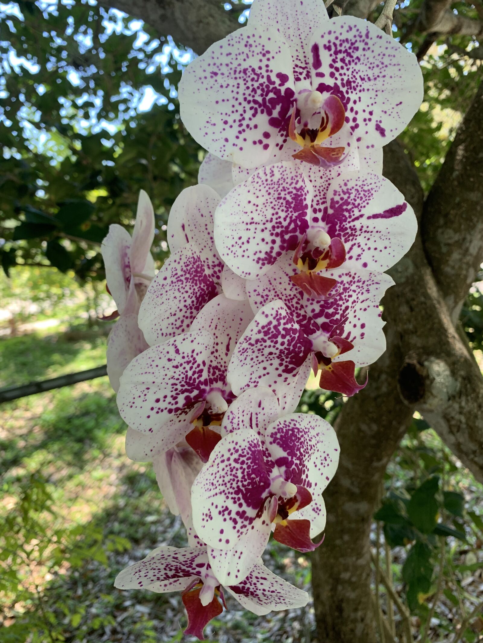 iPhone XR back camera 4.25mm f/1.8 sample photo. Orchids, pink, outdoors photography