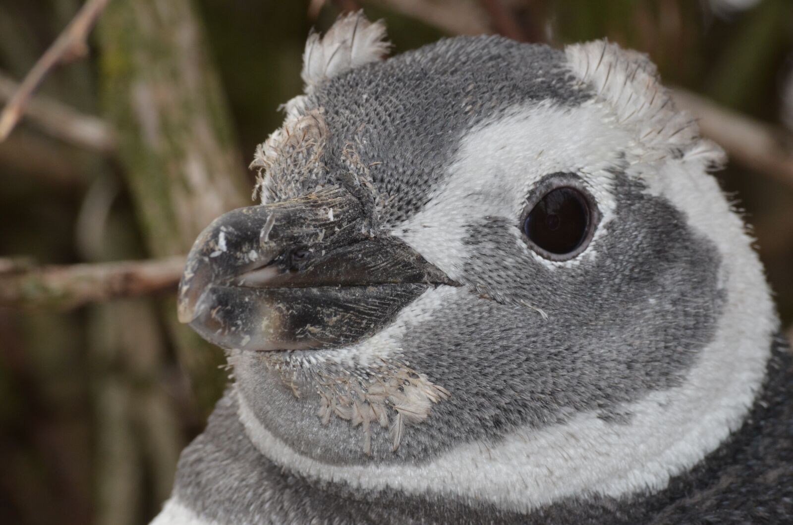 Nikon D5100 sample photo. Penguin, animal, nature photography