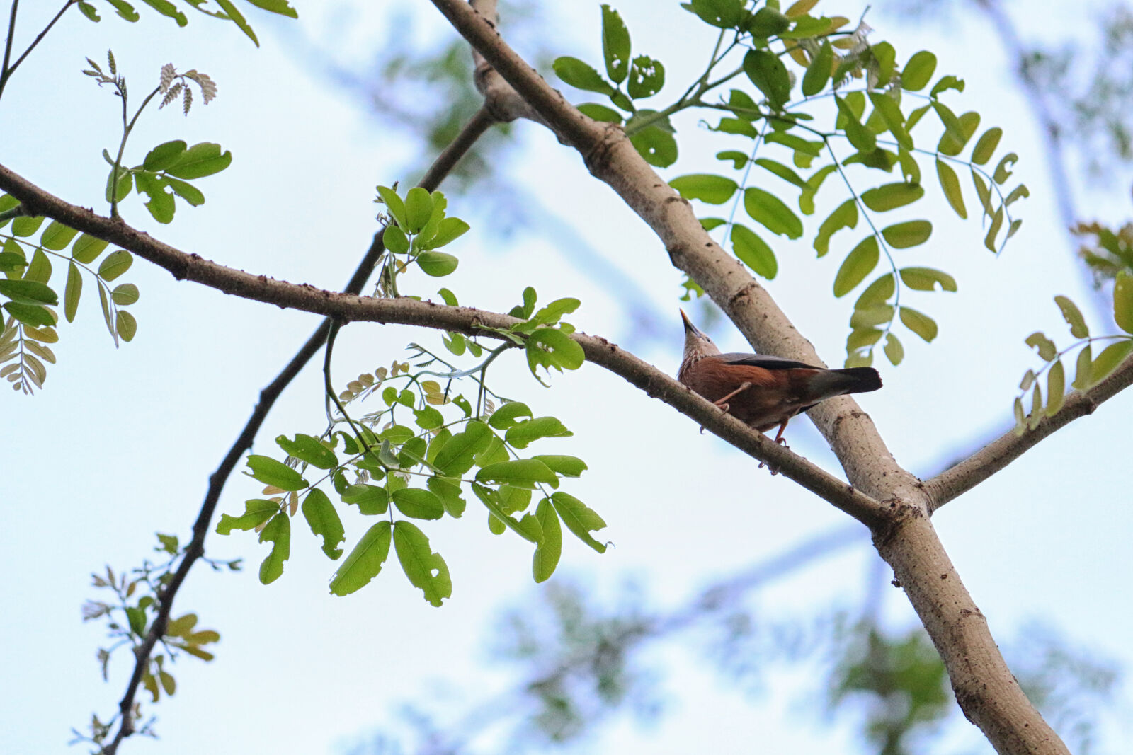 Canon EOS 700D (EOS Rebel T5i / EOS Kiss X7i) sample photo. Bird, green, nature photography