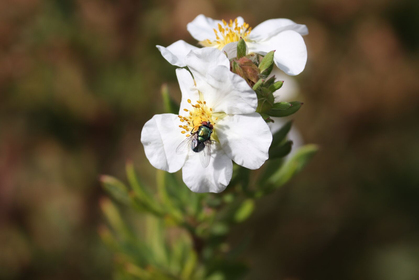 Canon EOS 200D (EOS Rebel SL2 / EOS Kiss X9) sample photo. Fly, insect, blossom photography