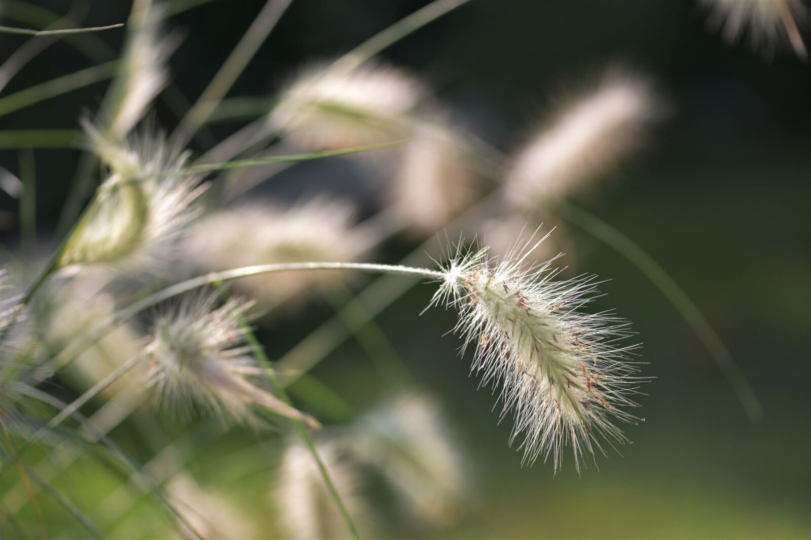 Nikon D5500 sample photo. Bamboo grassedit this page photography