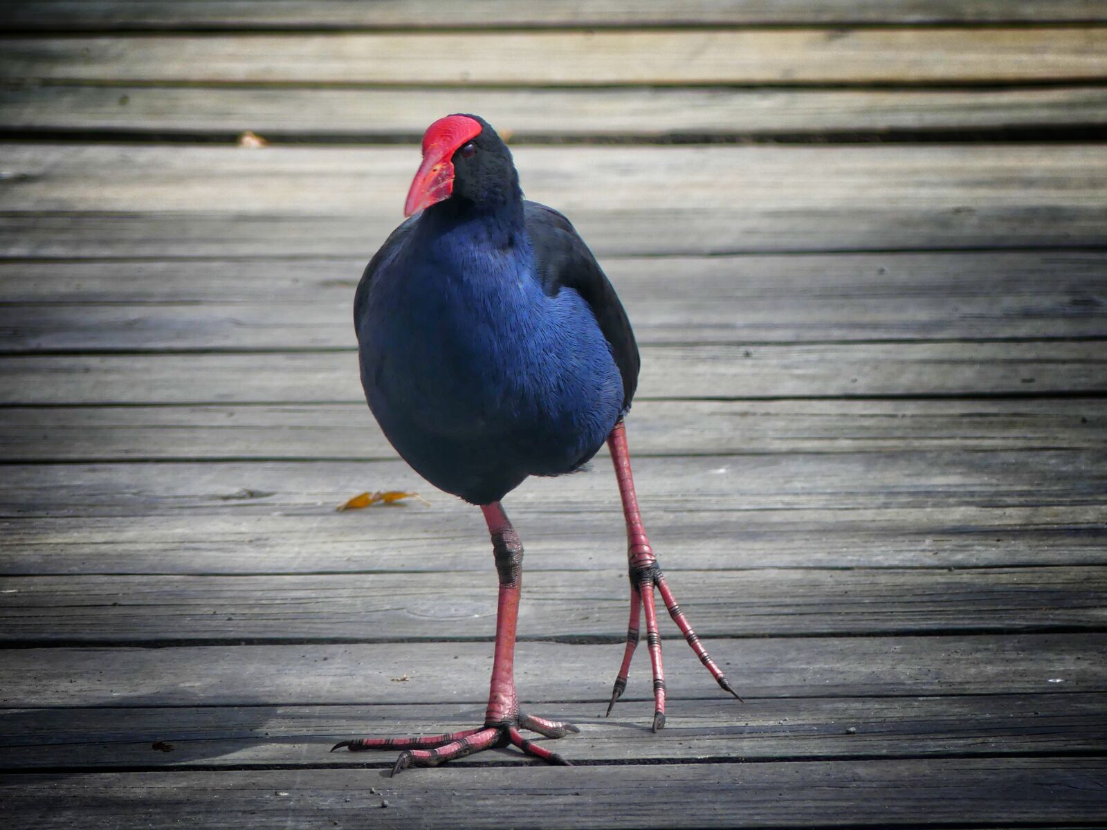 Panasonic Lumix DMC-FZ300 sample photo. Pukeko, new zealand, bird photography