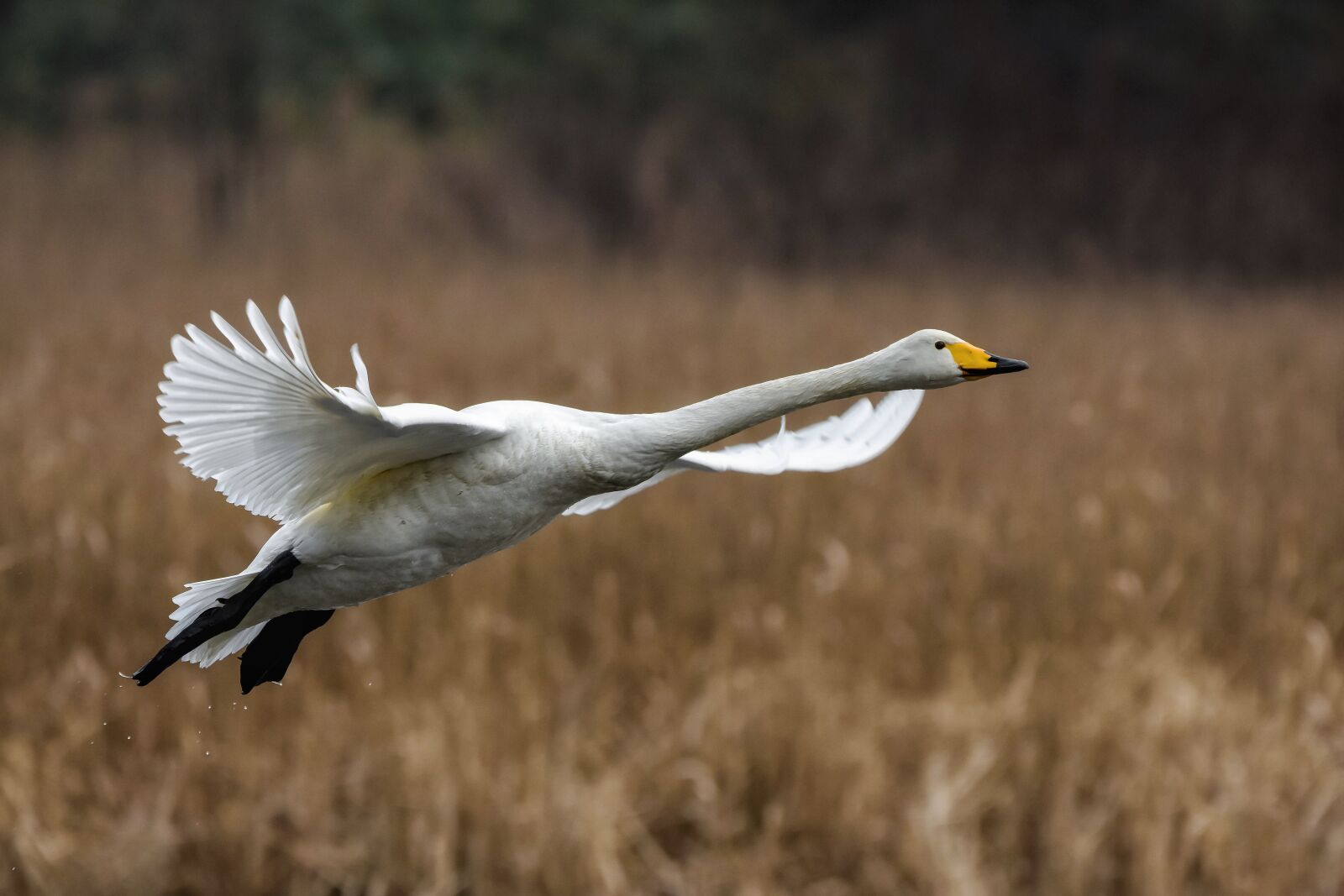 Nikon D7200 sample photo. Animal, pond, waterweed photography