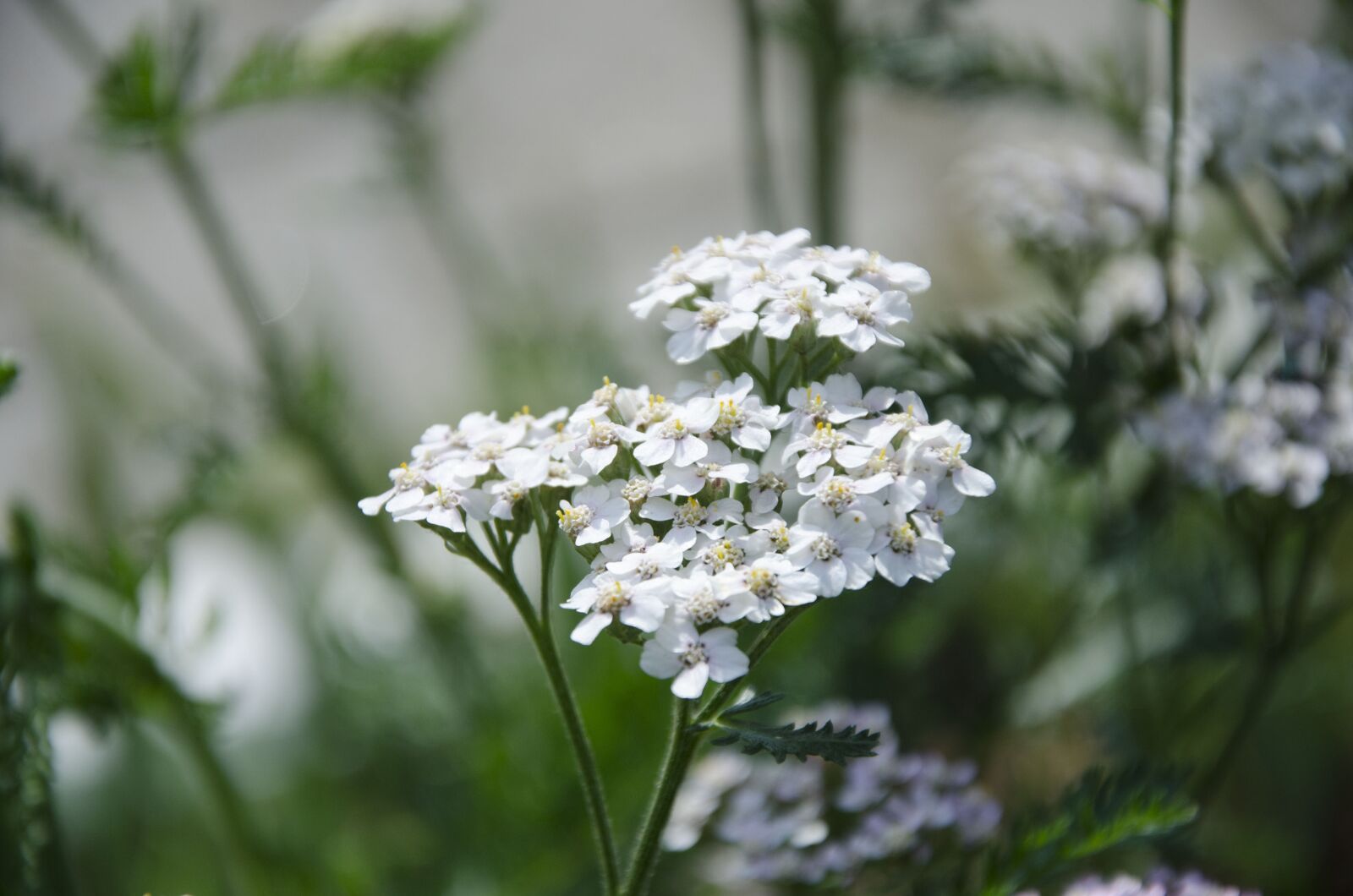 Nikon D7000 sample photo. Yarrow plant, yarrow, medicine photography
