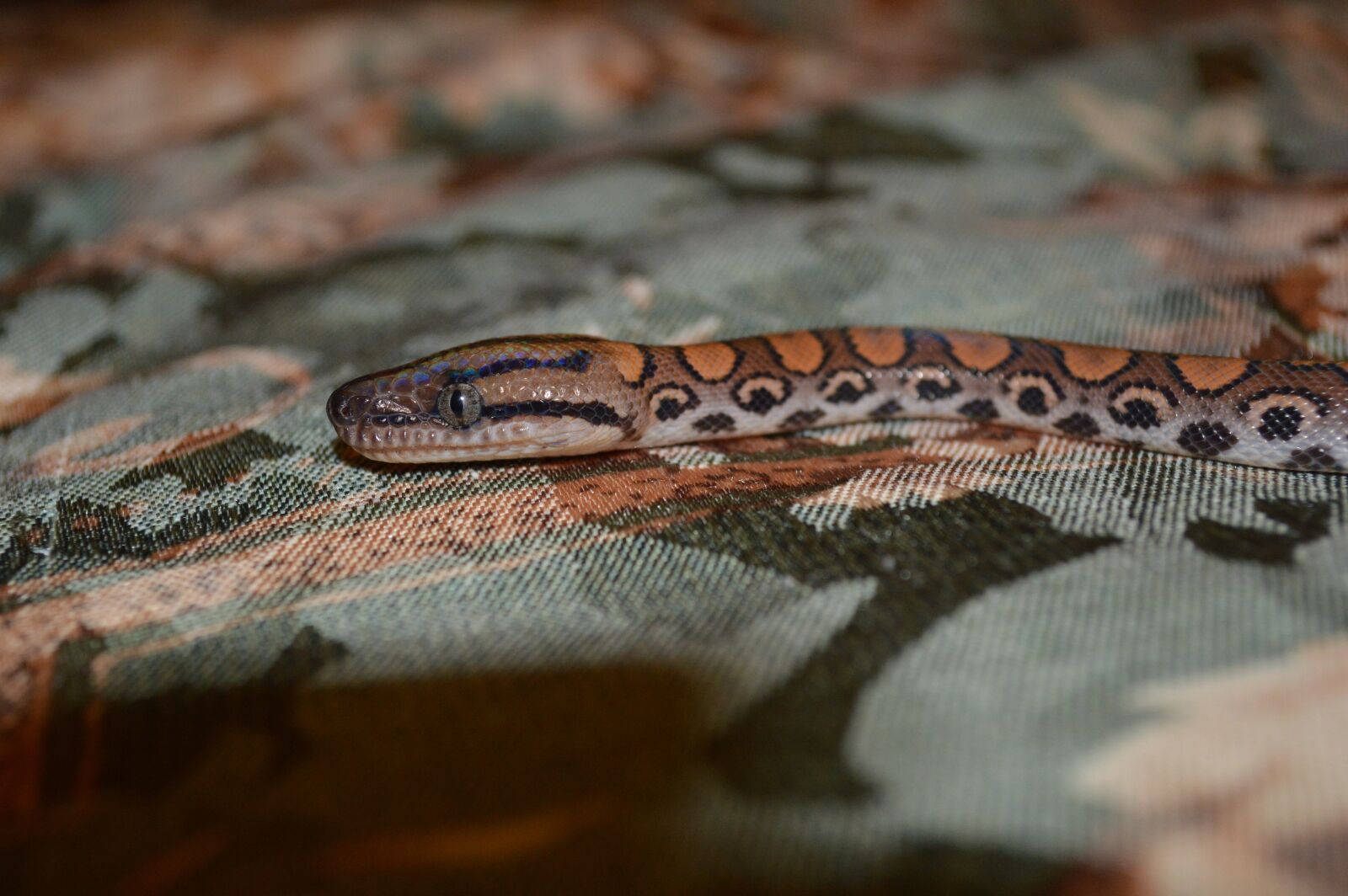 Nikon D3200 sample photo. Reptile, snake, constrictor photography