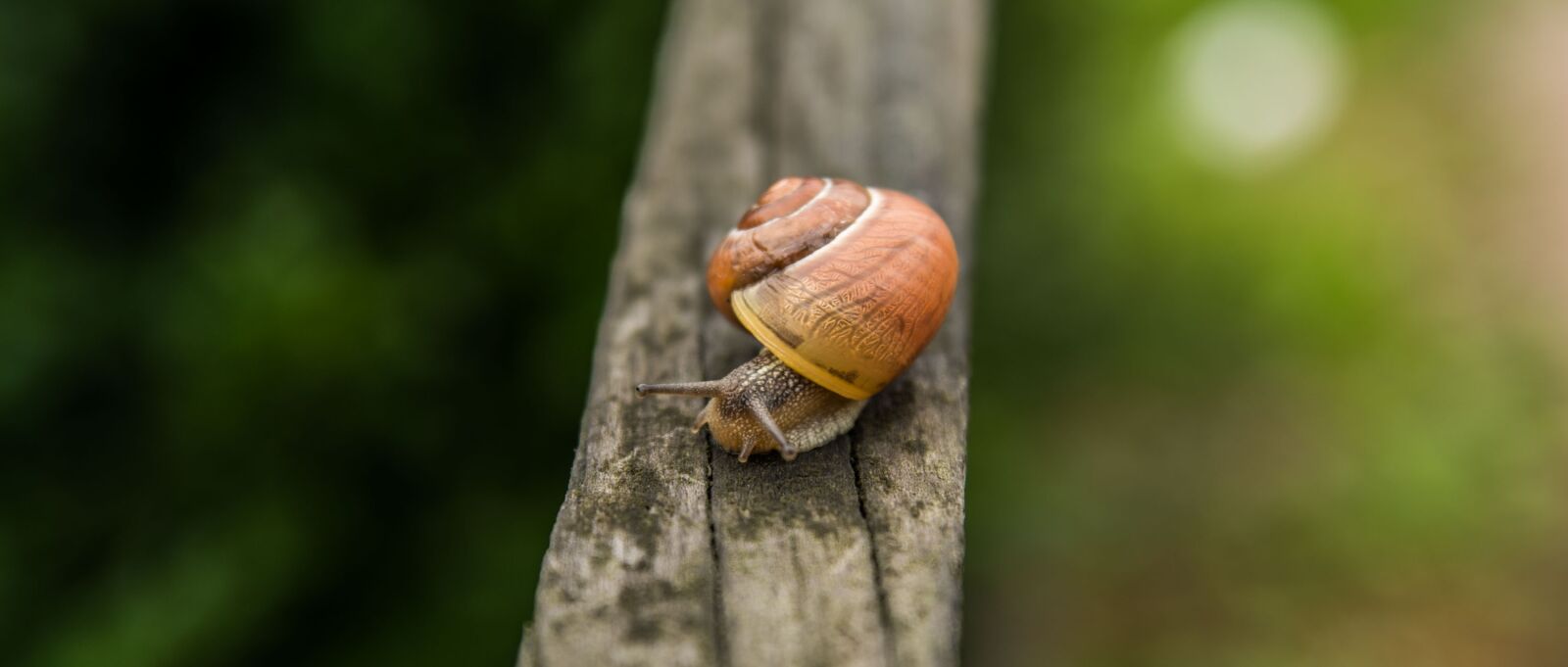 Tamron SP AF 17-50mm F2.8 XR Di II LD Aspherical (IF) sample photo. Snail, nature photography