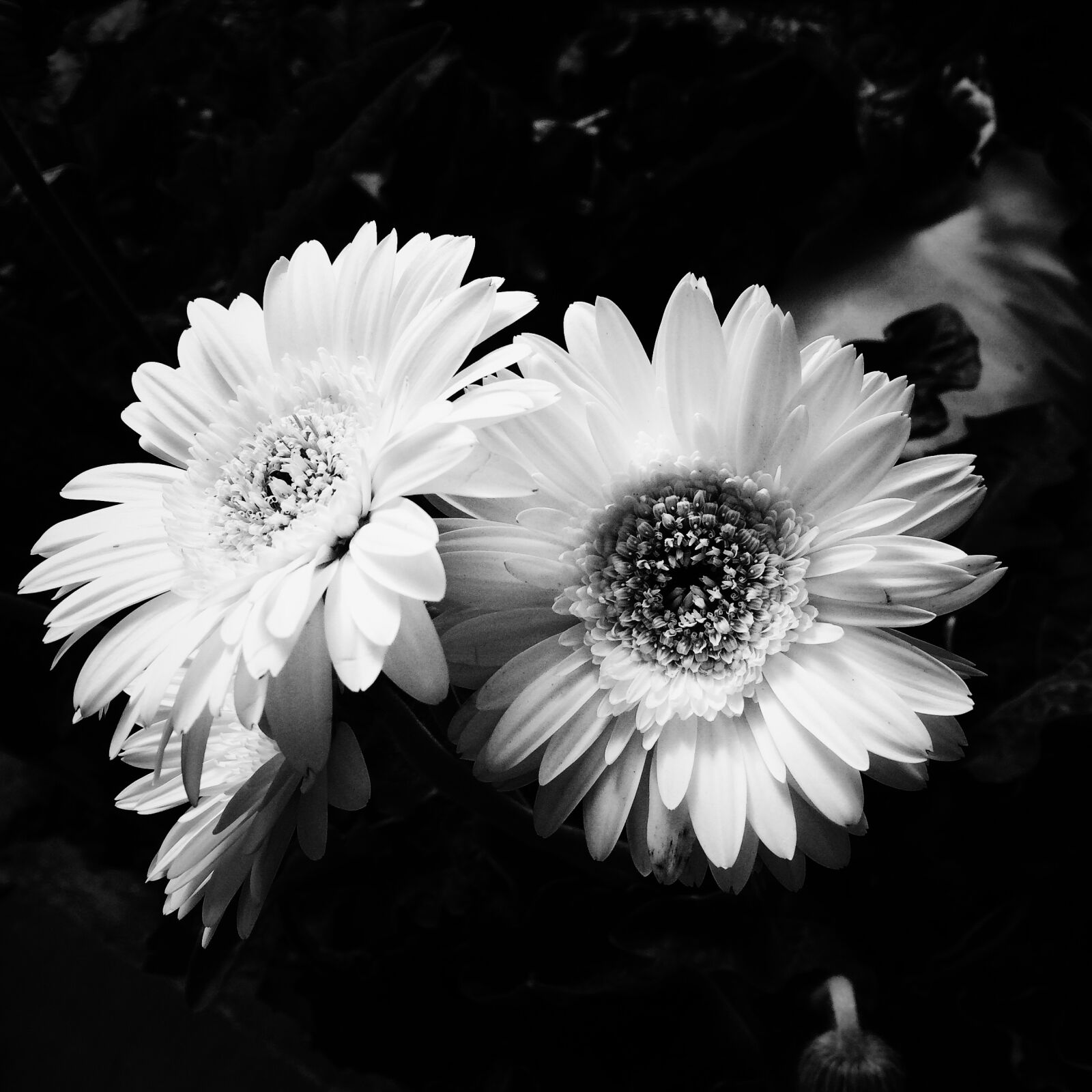 iPhone 5s back camera 4.15mm f/2.2 sample photo. 3, chamomile, flowers photography