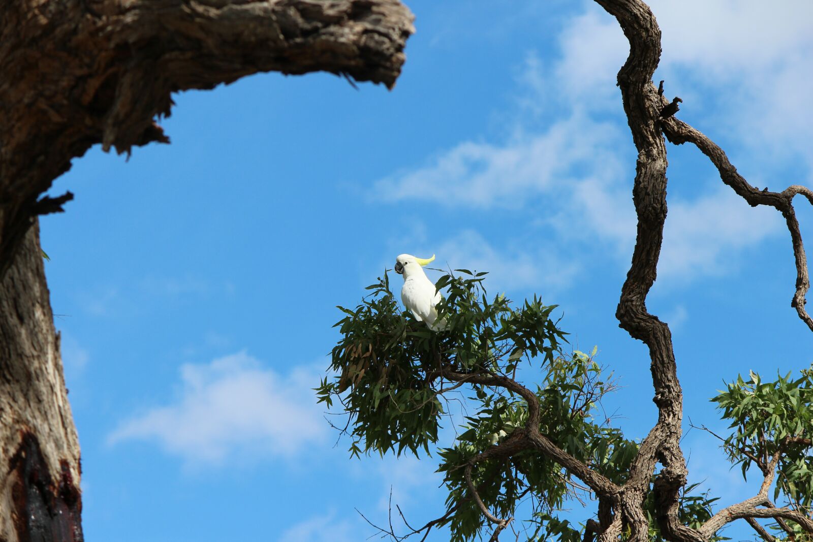 Canon EOS 600D (Rebel EOS T3i / EOS Kiss X5) sample photo. Australia, outback, sulphur crested photography