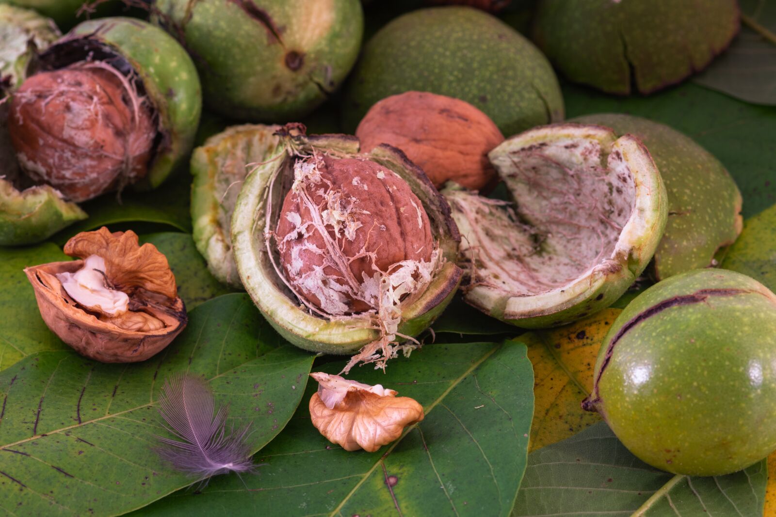 Nikon D7200 sample photo. Walnut, nut, shell photography