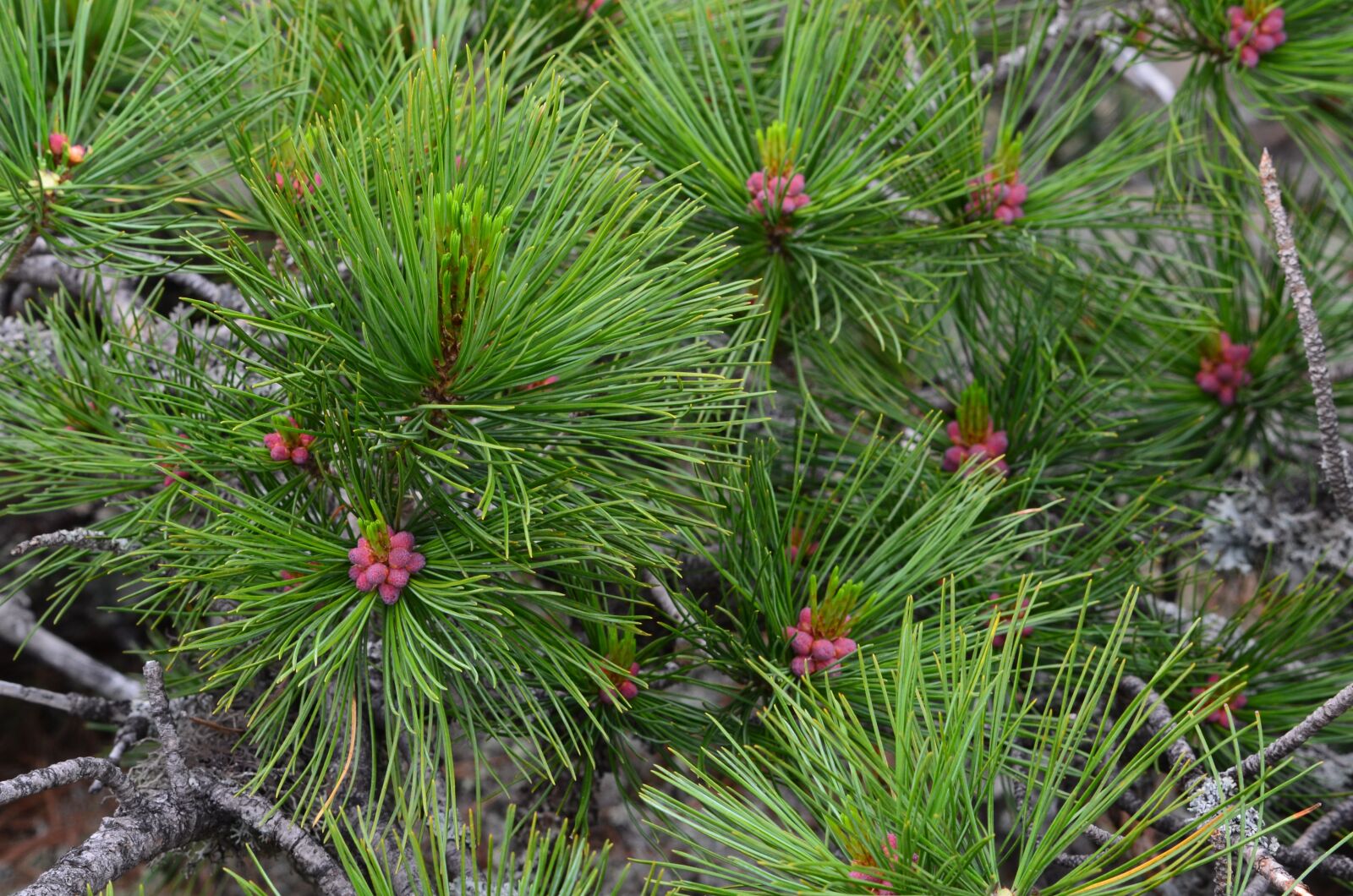 Nikon D5100 sample photo. Ural, nature of perm photography