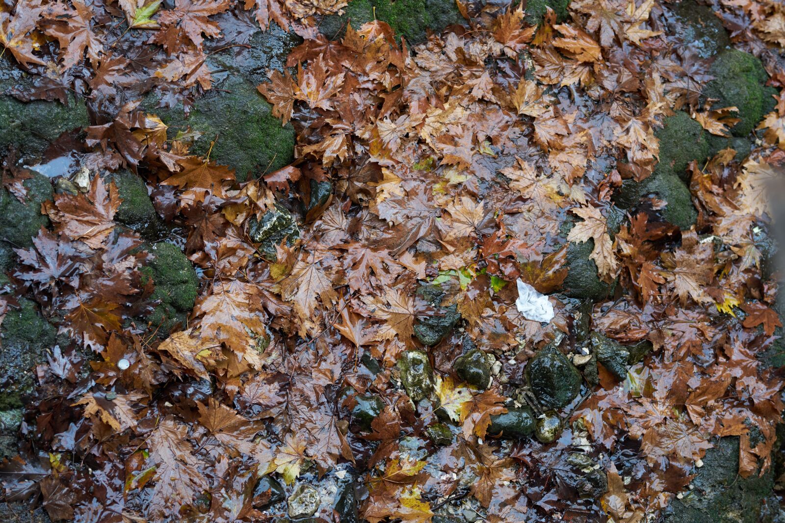 Sigma 85mm F1.4 DG HSM Art sample photo. Leaves, autumn, terry photography