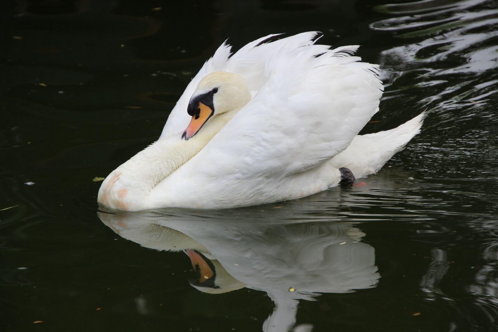 Canon EOS 600D (Rebel EOS T3i / EOS Kiss X5) sample photo. Bird, water bird, swan photography