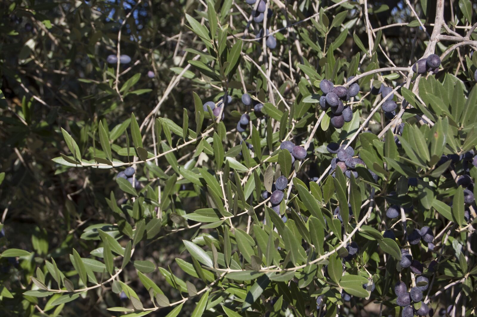 Nikon D40 sample photo. Olive harvest, oil, oliva photography