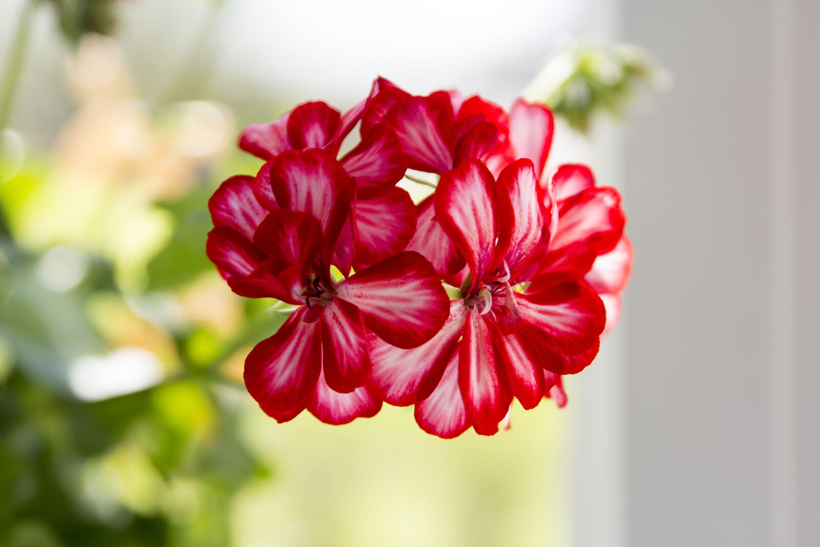 Canon EOS 60D sample photo. Flower, geranium, indoor plant photography