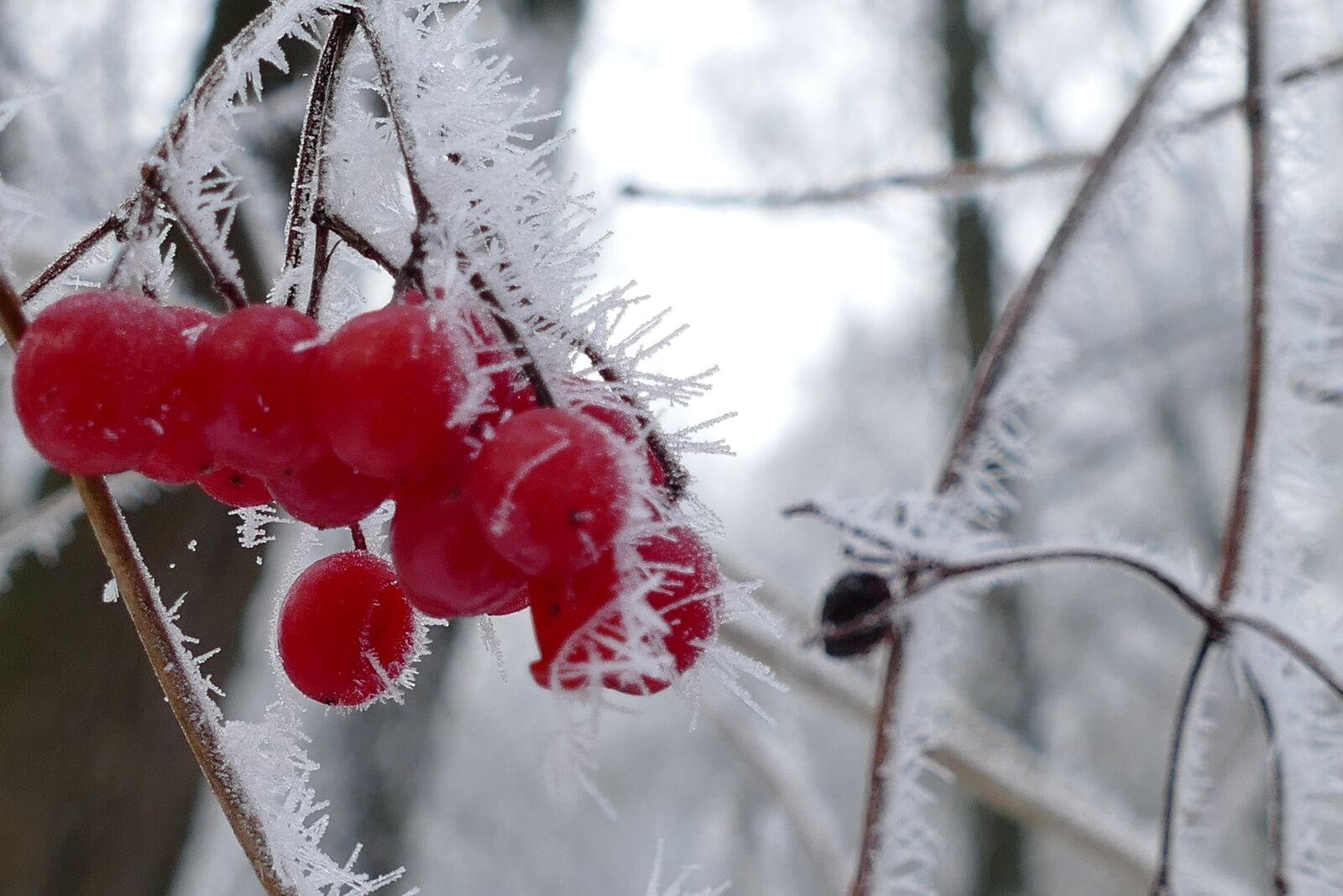 Panasonic Lumix DMC-FZ1000 sample photo. Forest, nature, fruits photography