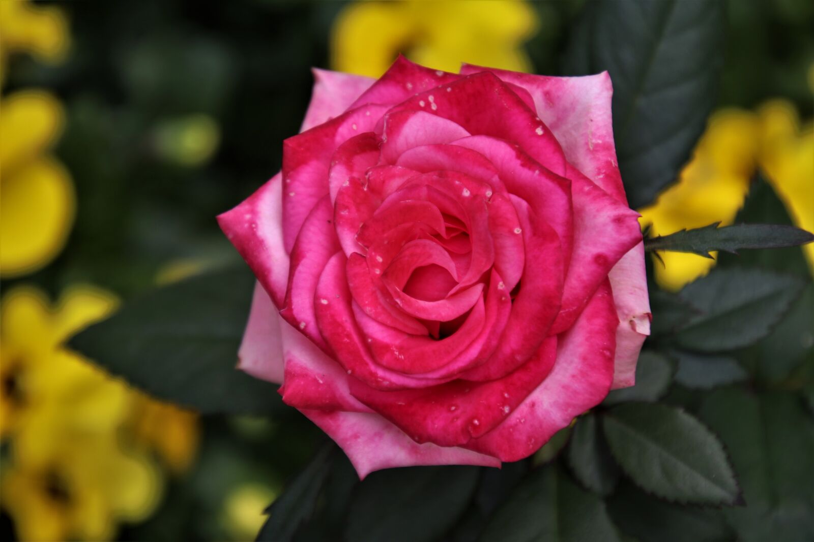 Canon EOS 80D sample photo. Roses, pink, blossomed photography