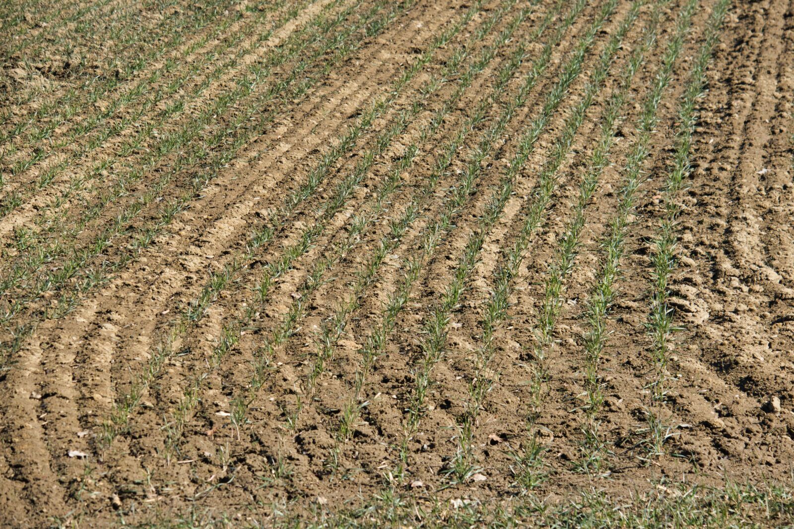 Canon PowerShot G3 X sample photo. Arable, field, sowing photography