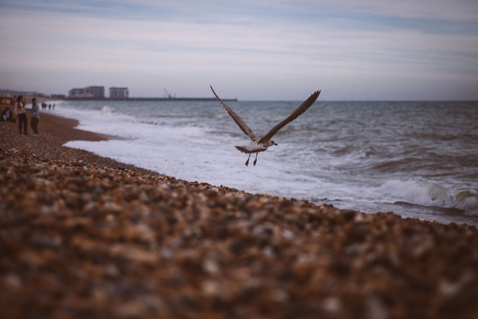 Canon EF 28-70mm f/2.8L USM sample photo. Black, and, white, bird photography
